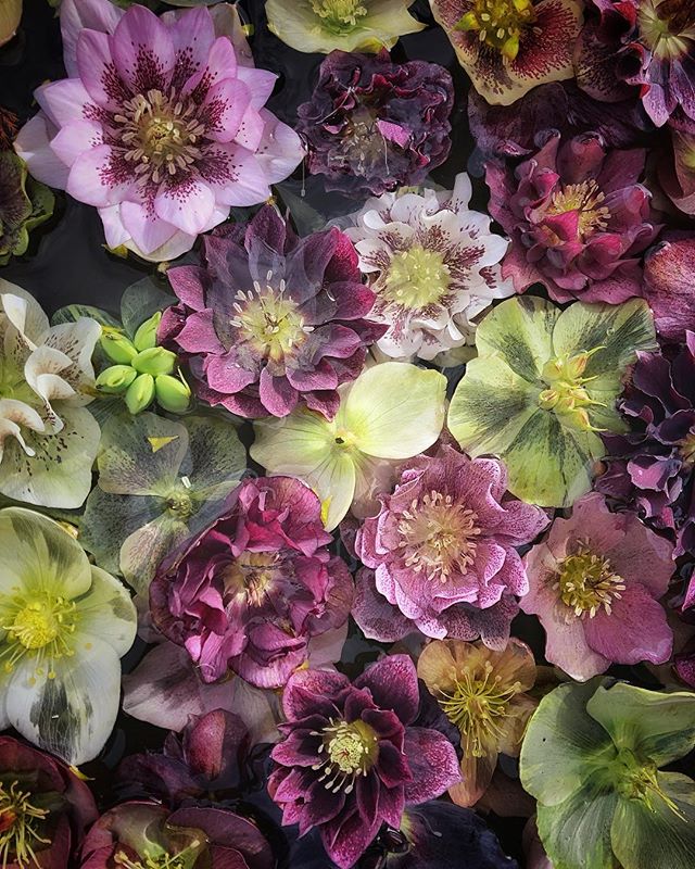 Hope you’re all having a lovely weekend? It’s alarmingly windy here today and I’m hoping the newly emerging cherry blossom in our locale survives the day! This bowl of beautiful floating hellebores was snapped earlier this week on a much calmer day @petershamnurseries 🌸