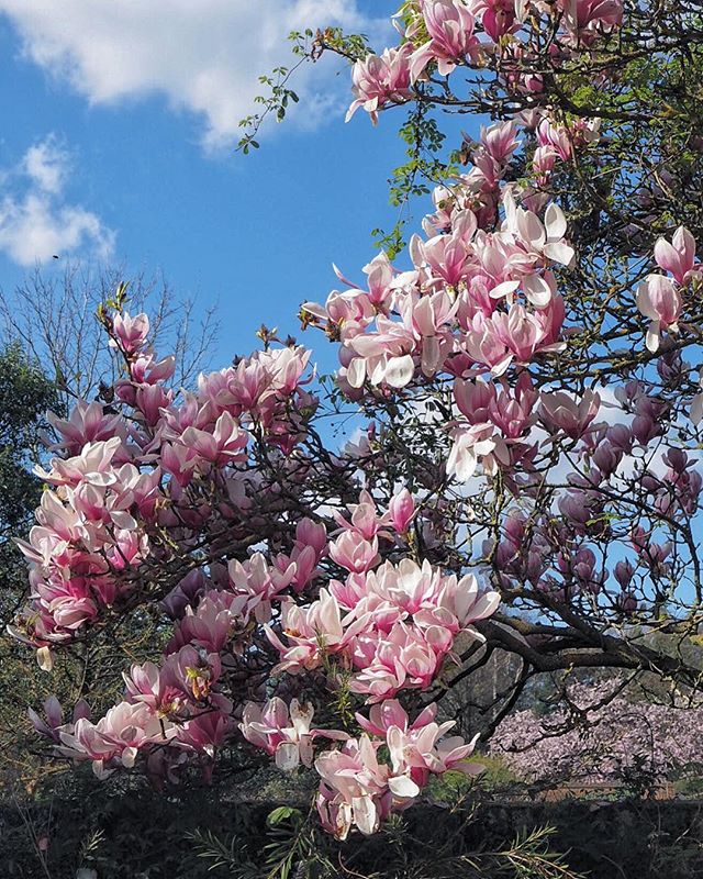 I realise I haven’t posted for a few weeks but I couldn’t let blossom season go by without a single Magnolia picture! These beauties were from my favourite tree at @osterleynt 🌸 (ps keep an eye on my stories for more blooms and a bit of country house hotel interior eye candy!)