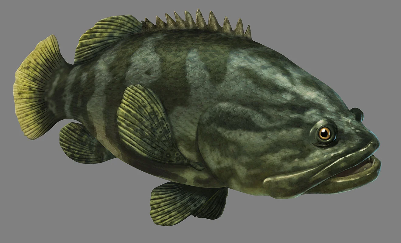 grouper800.jpg