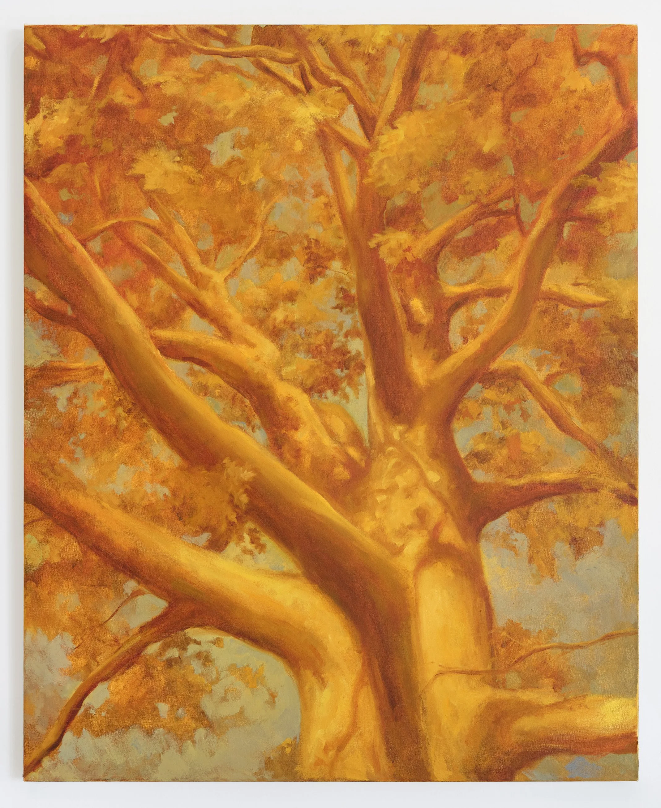 Mama oak