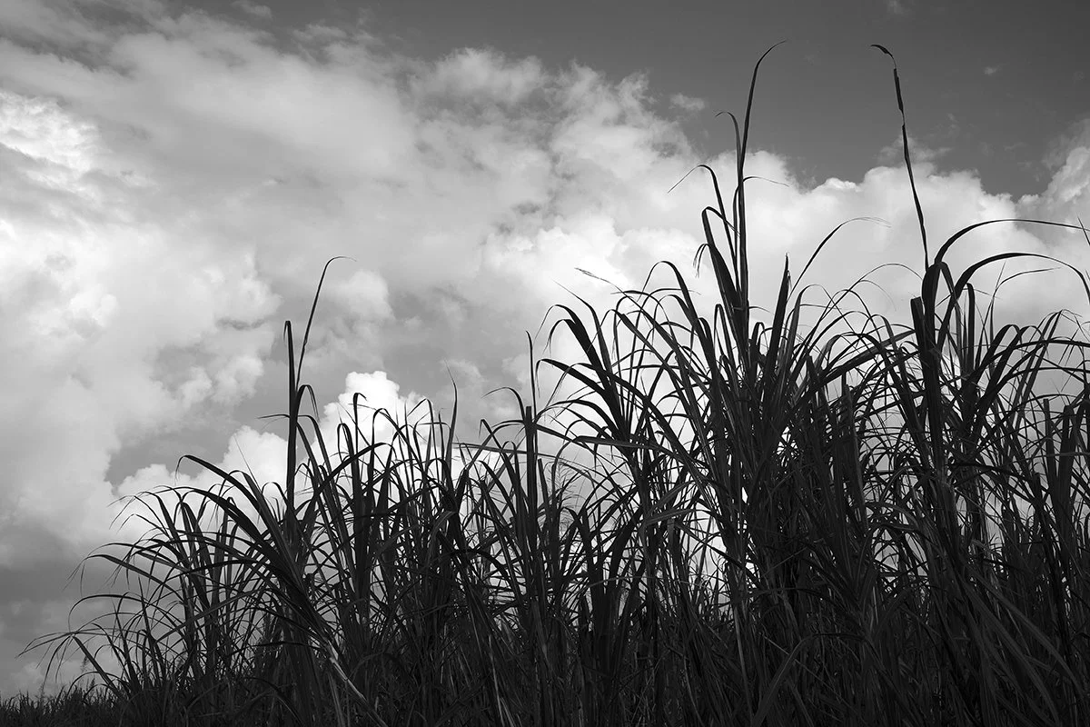 _P310668alt copy.jpg