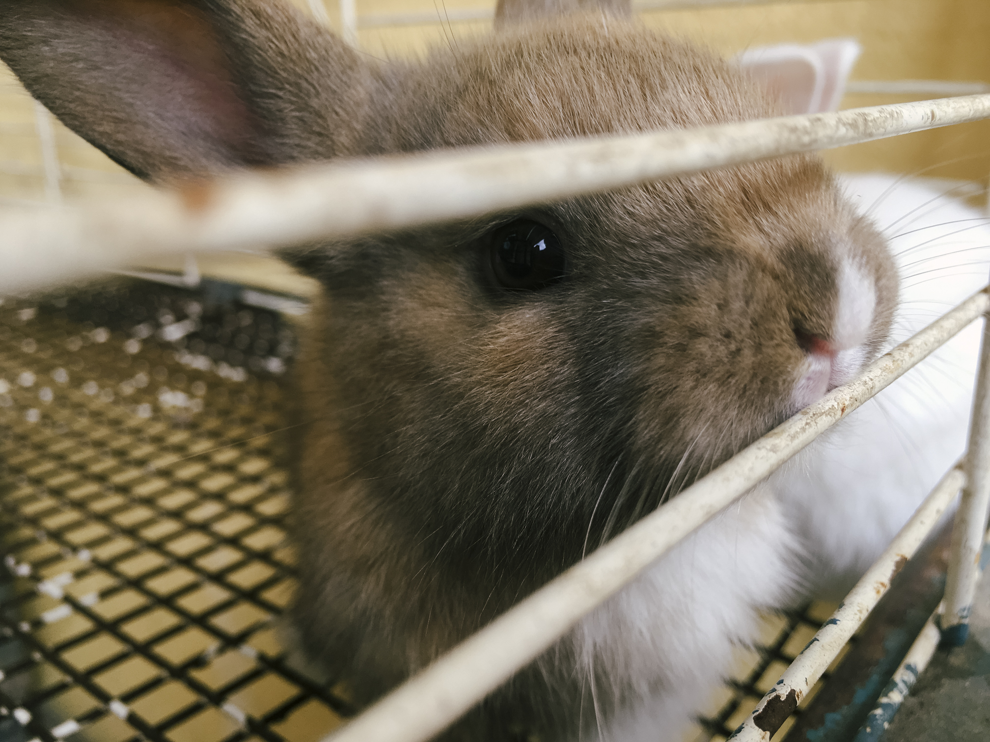 On Sunday morning, my brother and I walked the streets out of curiosity. These two bunnies were being sold at a pet store. March 12, 2017