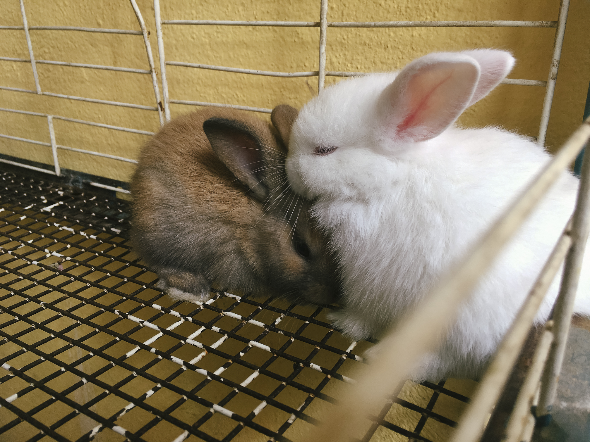 On Sunday morning, my brother and I walked the streets out of curiosity. These two bunnies were being sold at a pet store. March 12, 2017