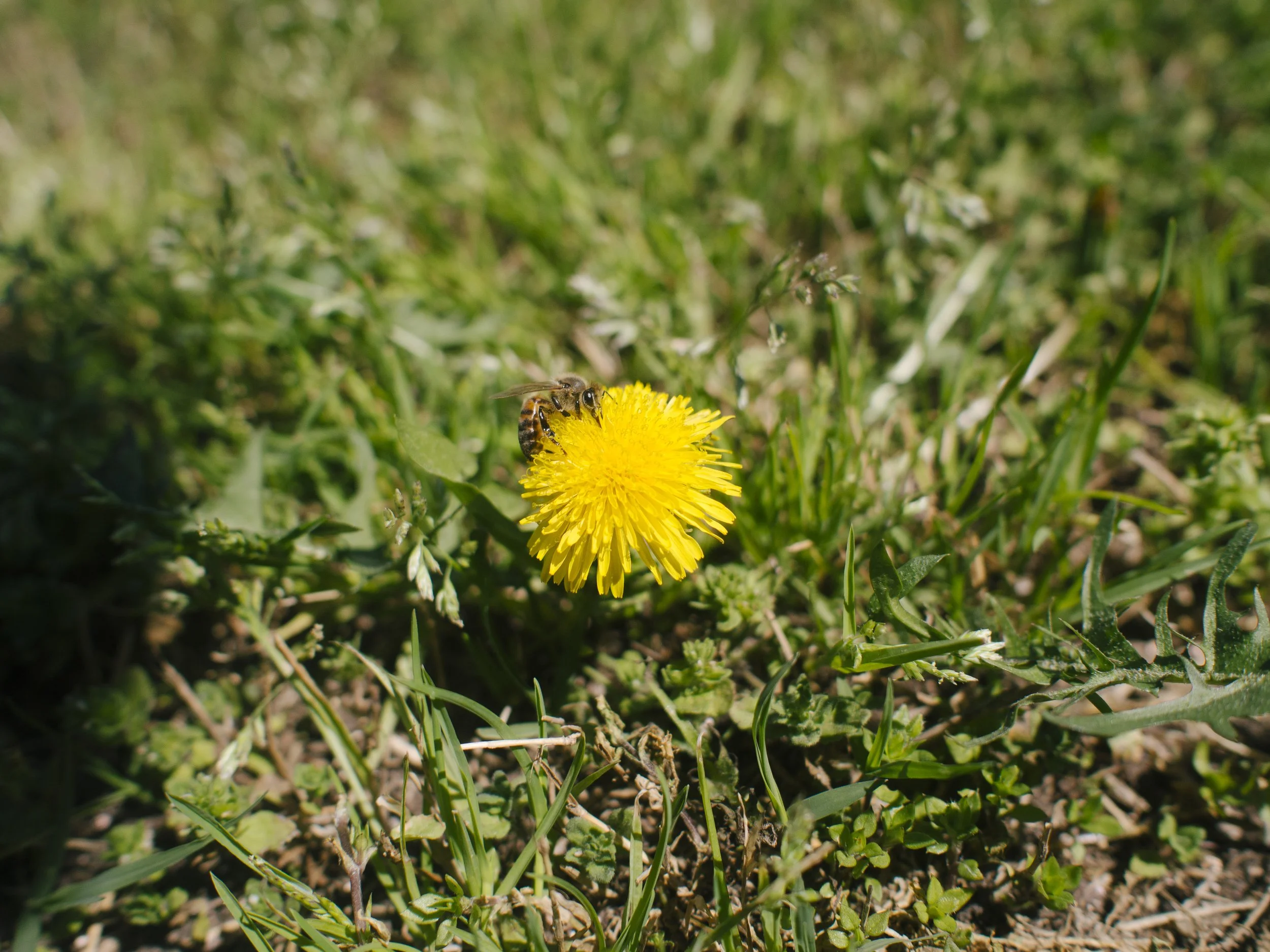 f2.8, 1/4000, ISO 200. March 29, 2014