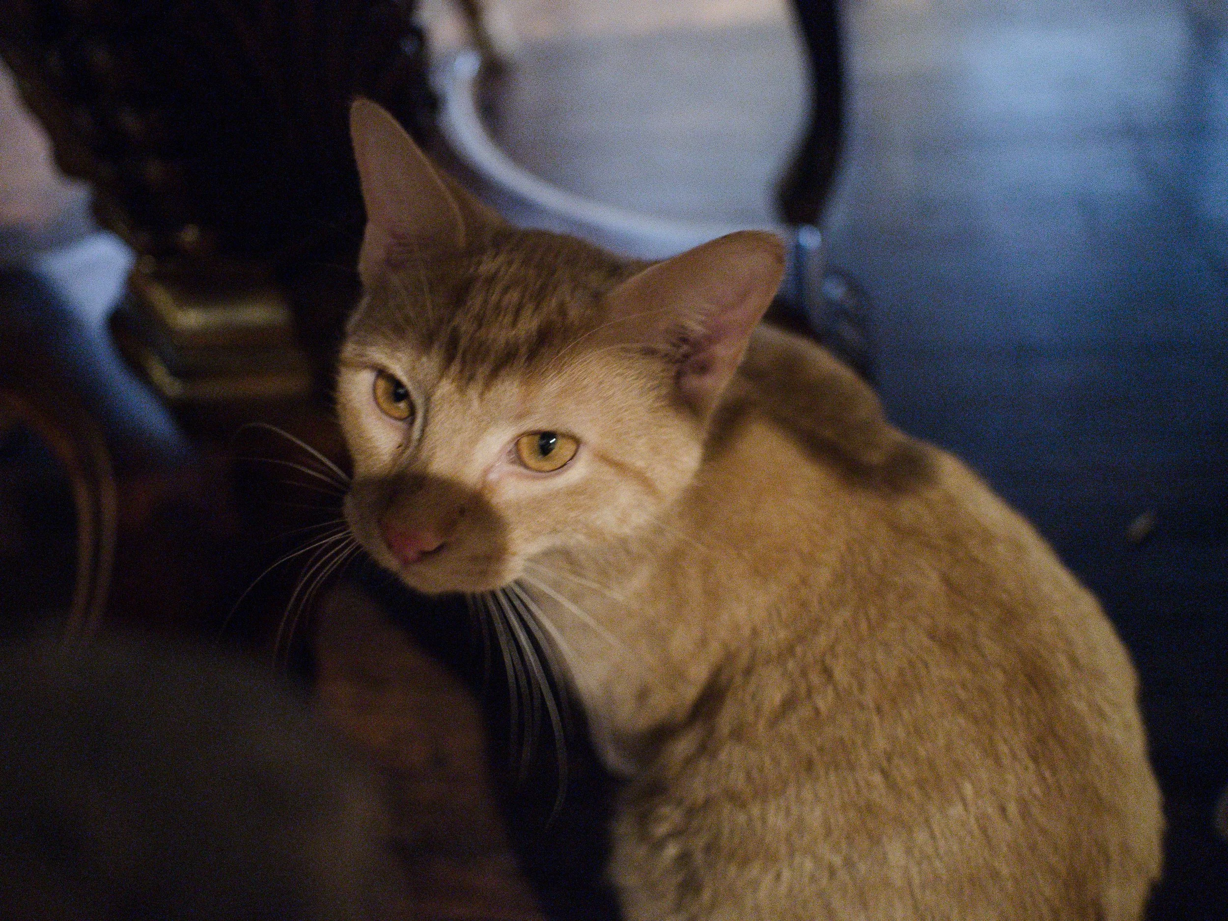 f1.8, 1/60, ISO 3200. October 31, 2014