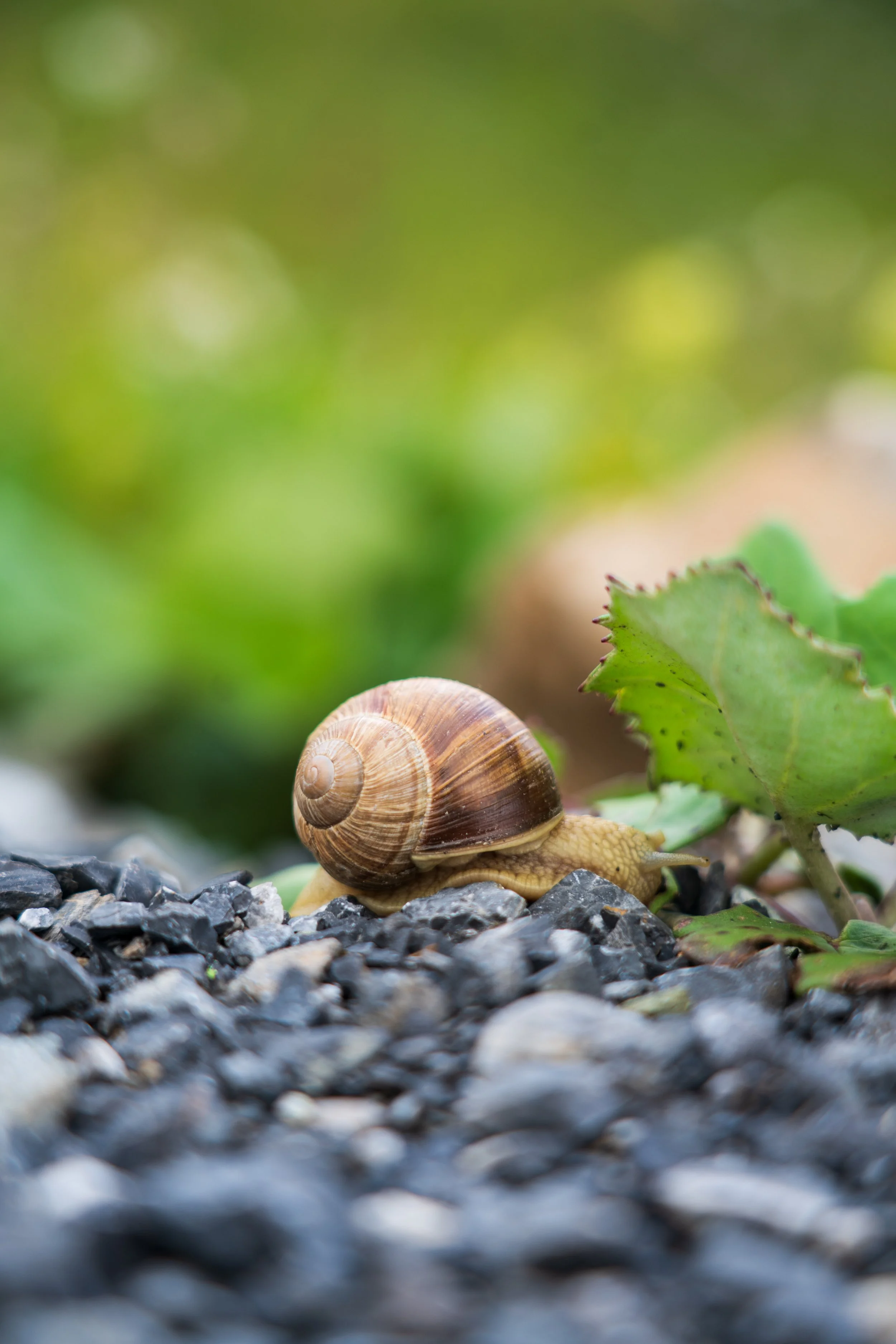 Sony a7R Mark 2, 68mm, f4, 1/250, ISO 100. July 11, 2020