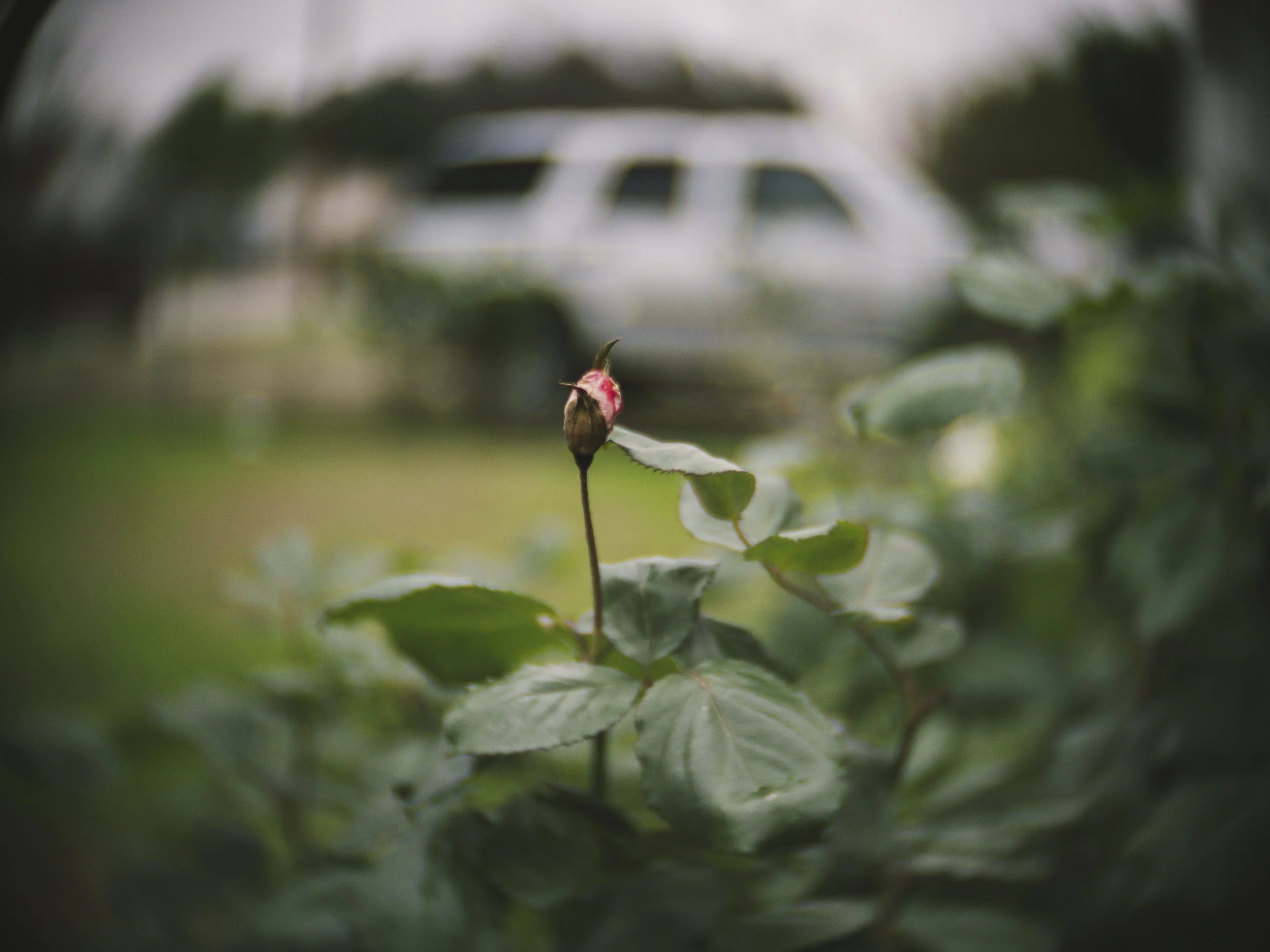  1/500, ISO 200. December 20, 2014 