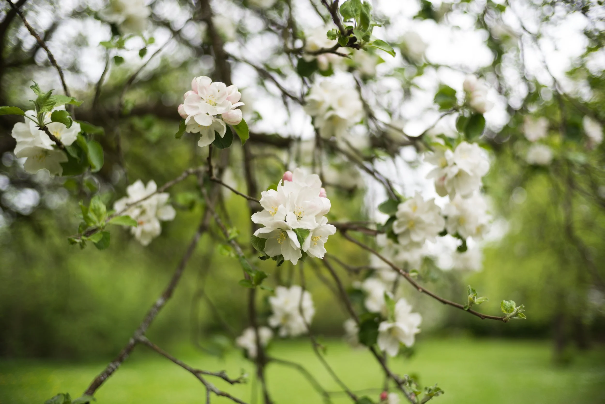  f2, 1/320, ISO 200. April 28, 2018 