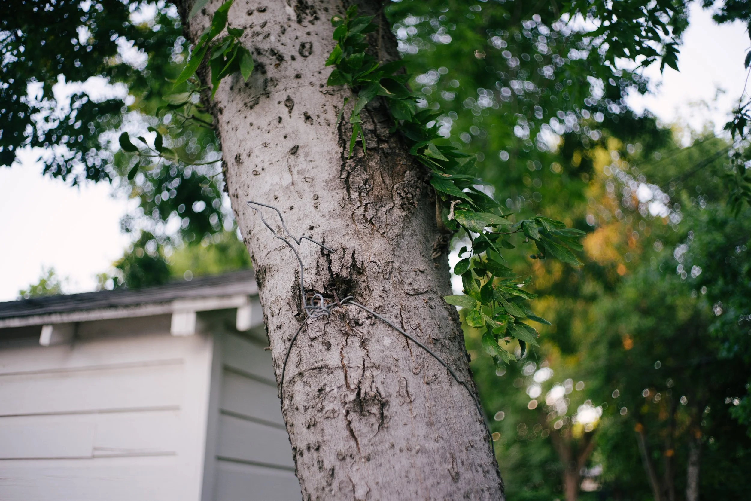 Sony a7R Mark 2, 1/250, ISO 400. May 11, 2017