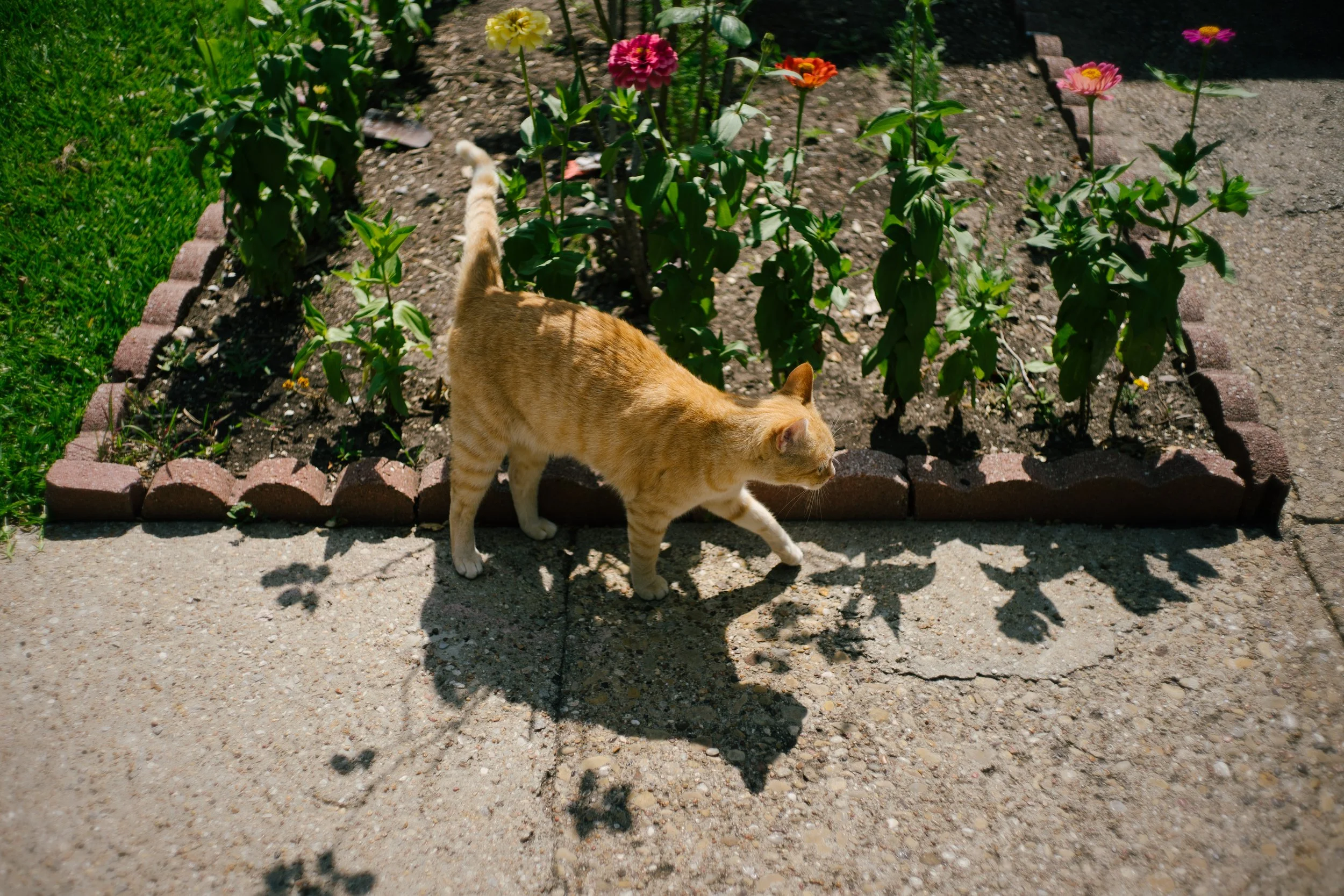 Sony a7R Mark 2, 1/2000, ISO 50. May 30, 2017