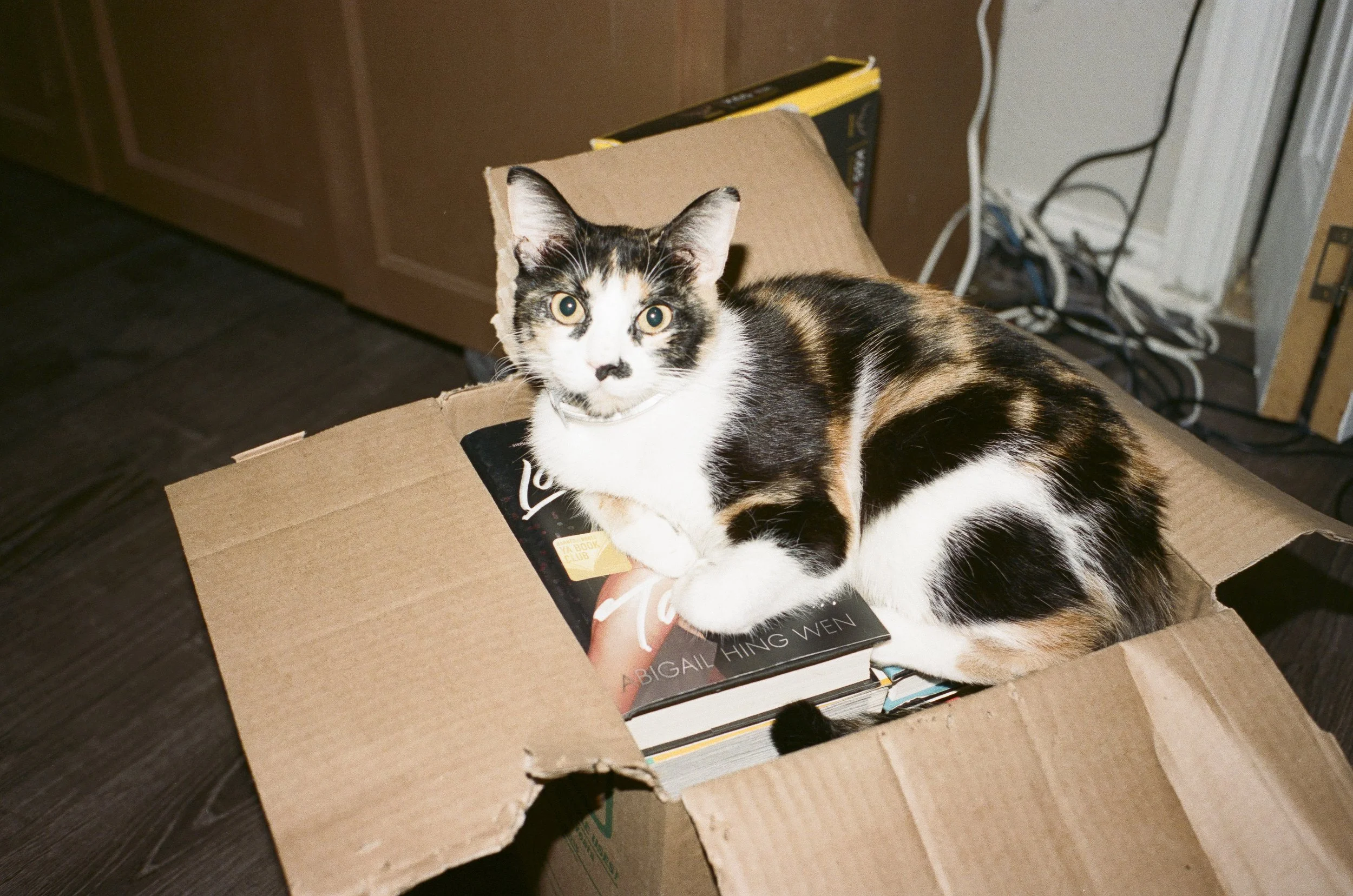  Contax G1, Portra 400. 2023 