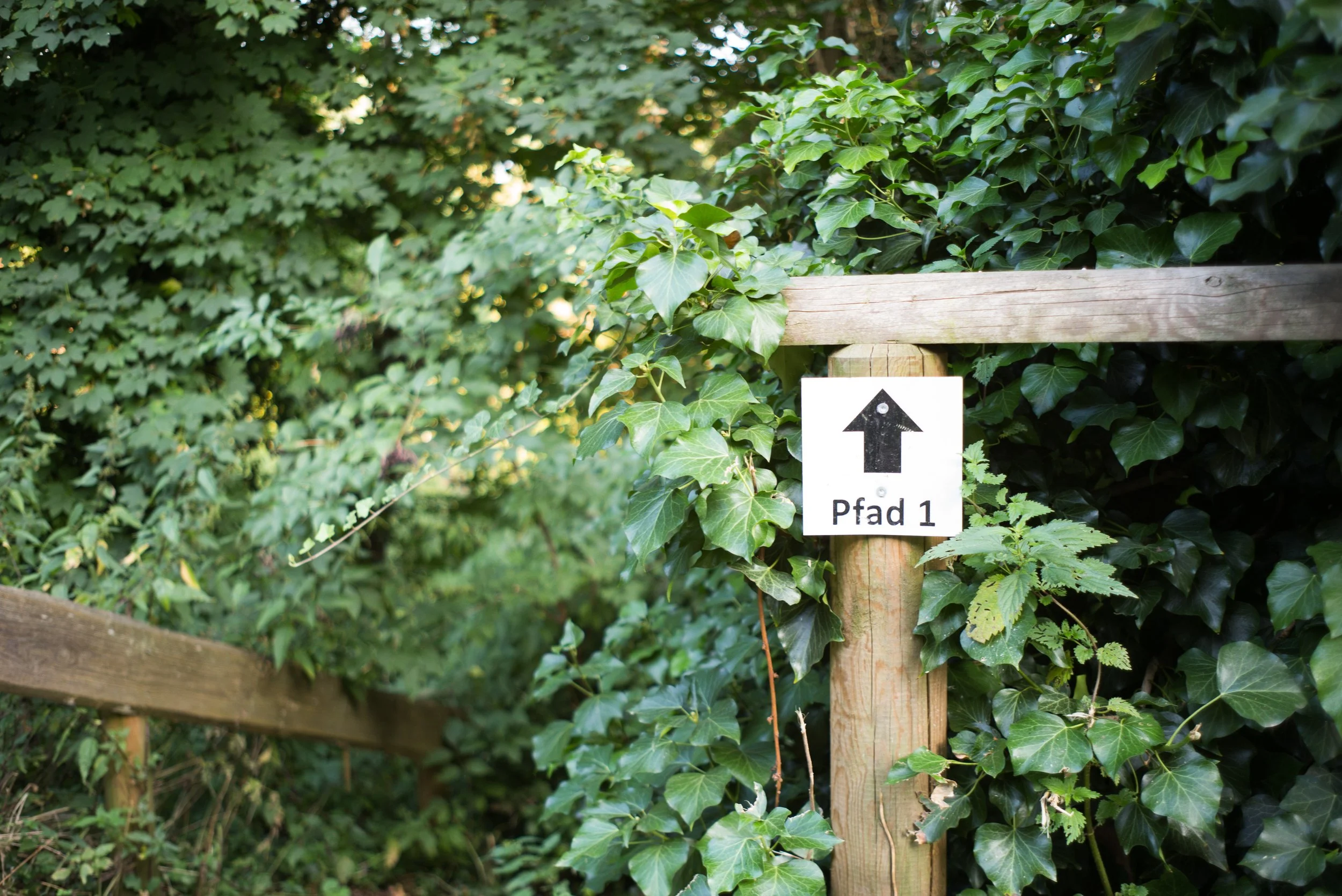  Leica M240, f4, 1/60, ISO 400. July 28, 2018 