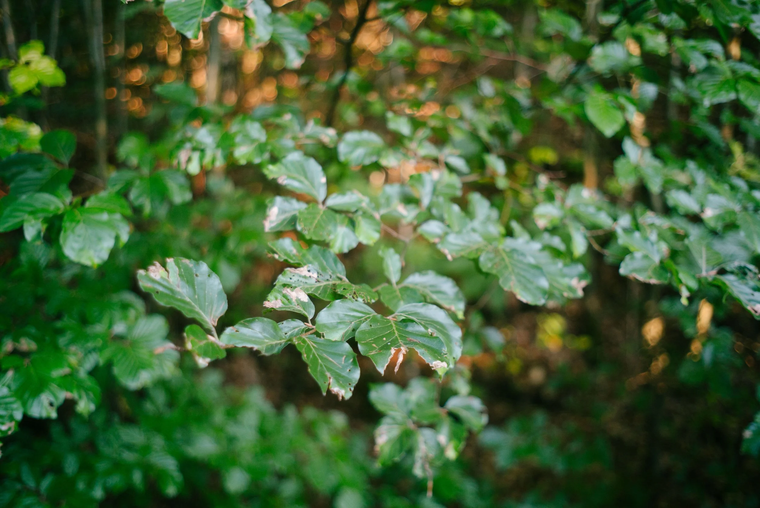 Leica M240, f4, 1/125, ISO 800. July 28, 2018 