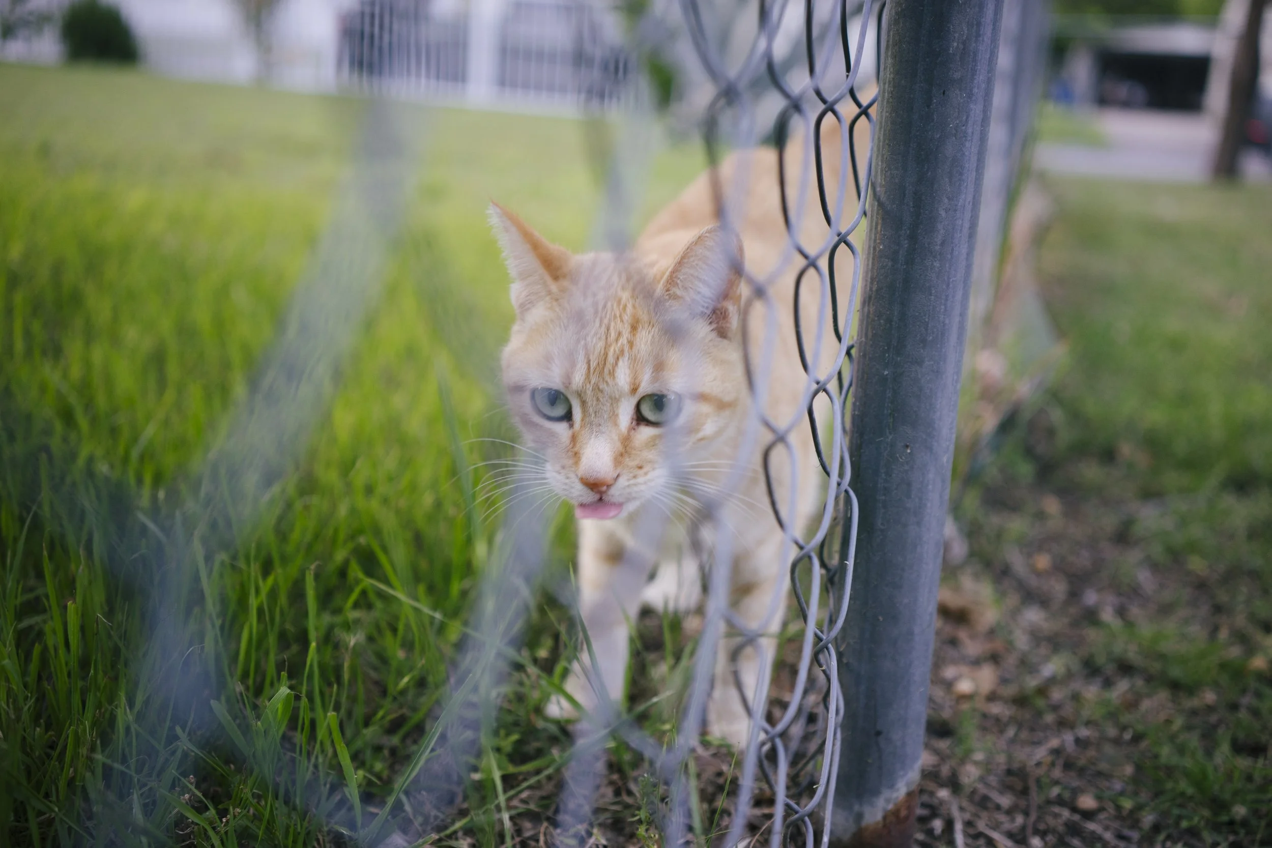  Sony a7R Mark 2, f2.8, 1/100, ISO 400. April 13, 2017 
