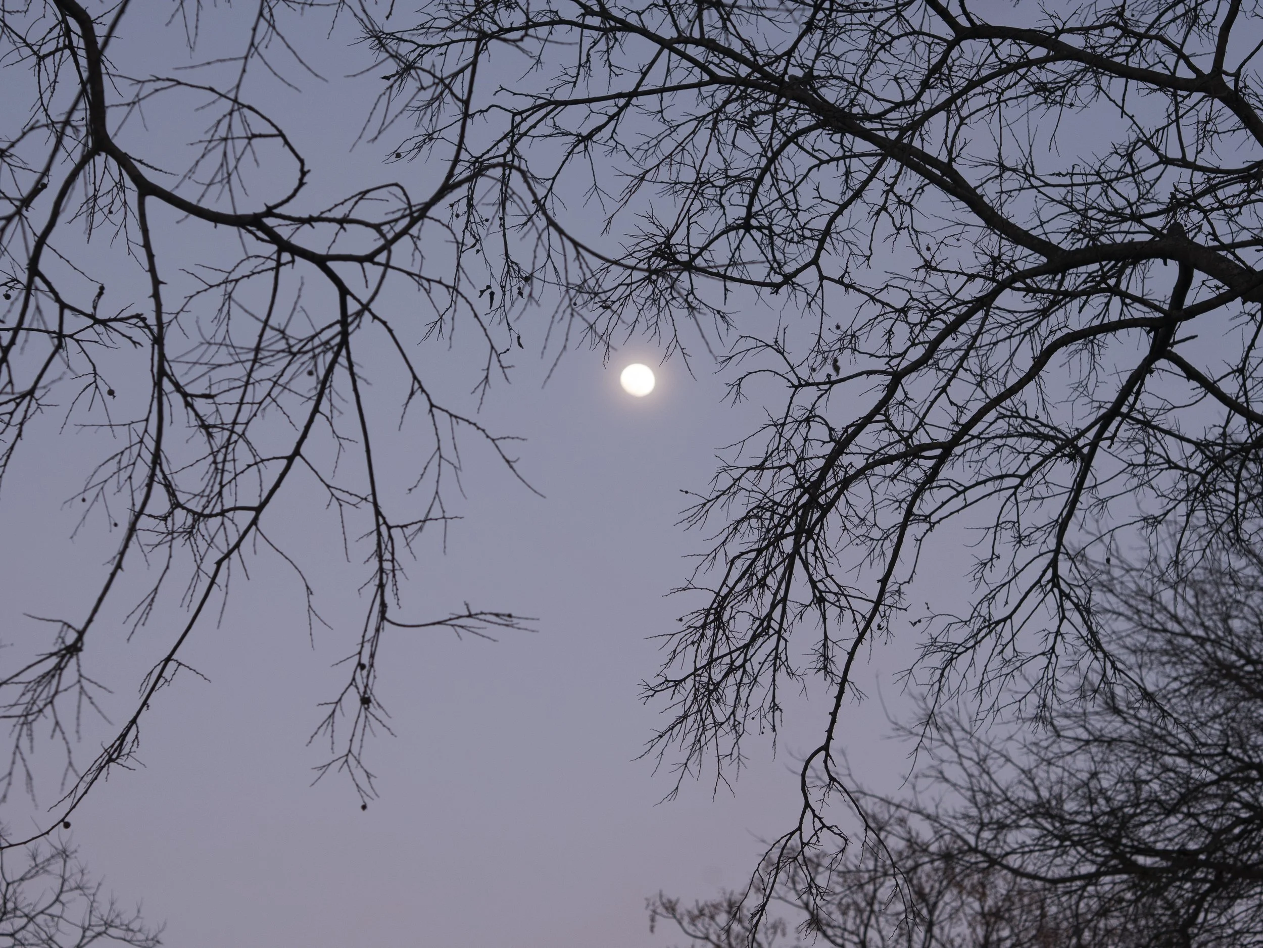  Lumix GX85, f4, 1/60, ISO 200. February 8, 2017 