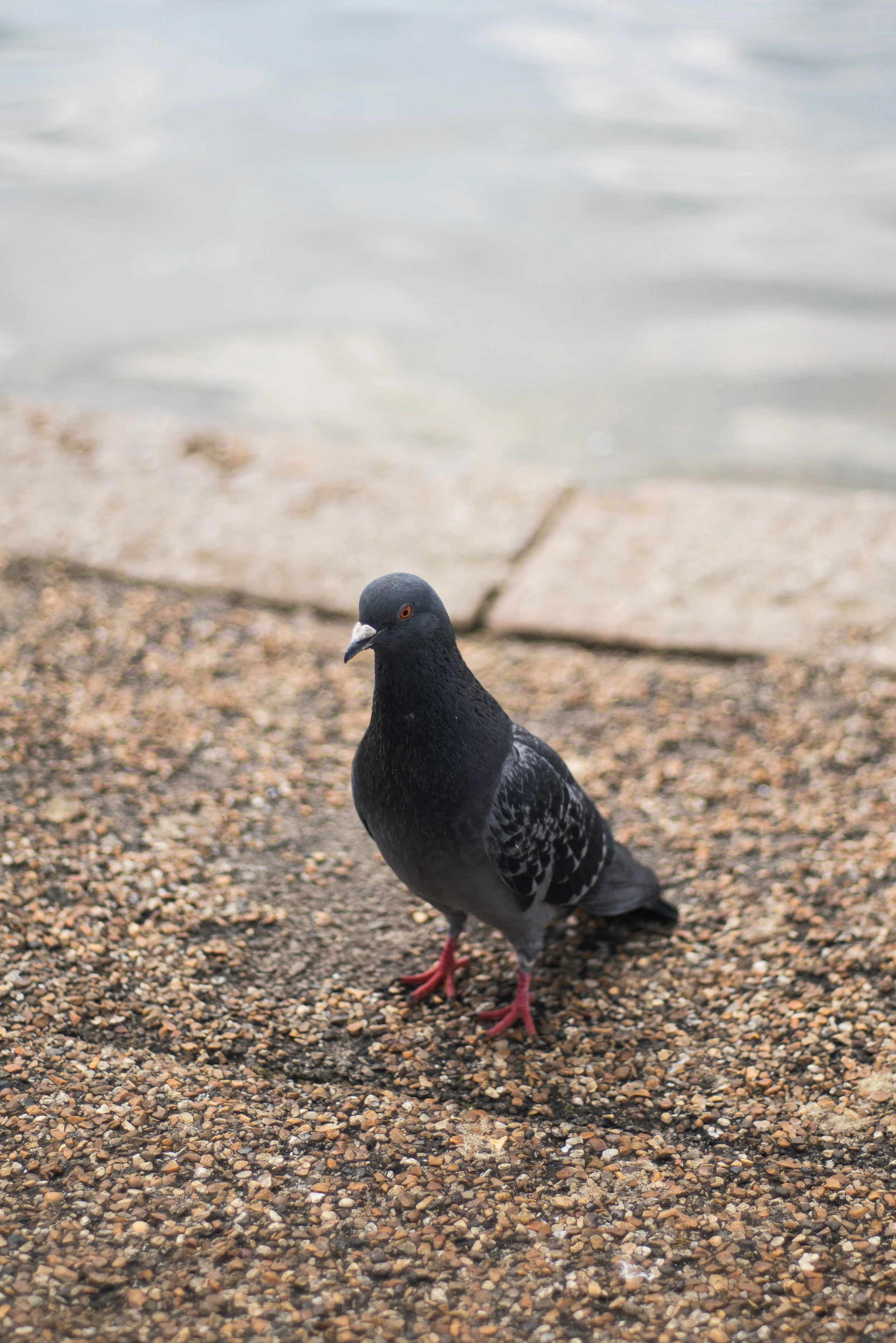  Sony a7R Mark 2, 1/2500, ISO 100. June 9, 2019 