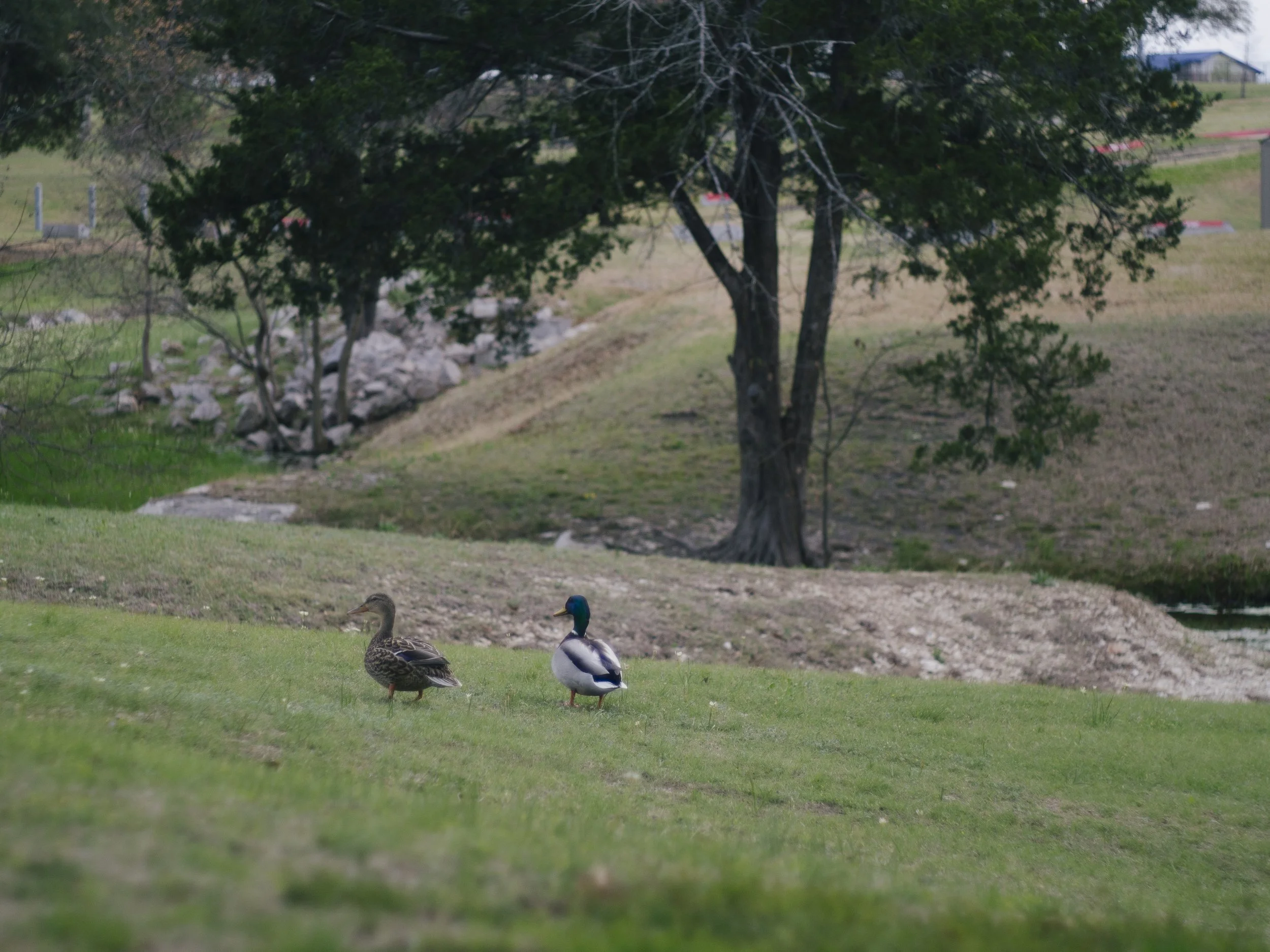  Olympus E-M5 Mark 1, 1/500, ISO 200. April 1, 2014 