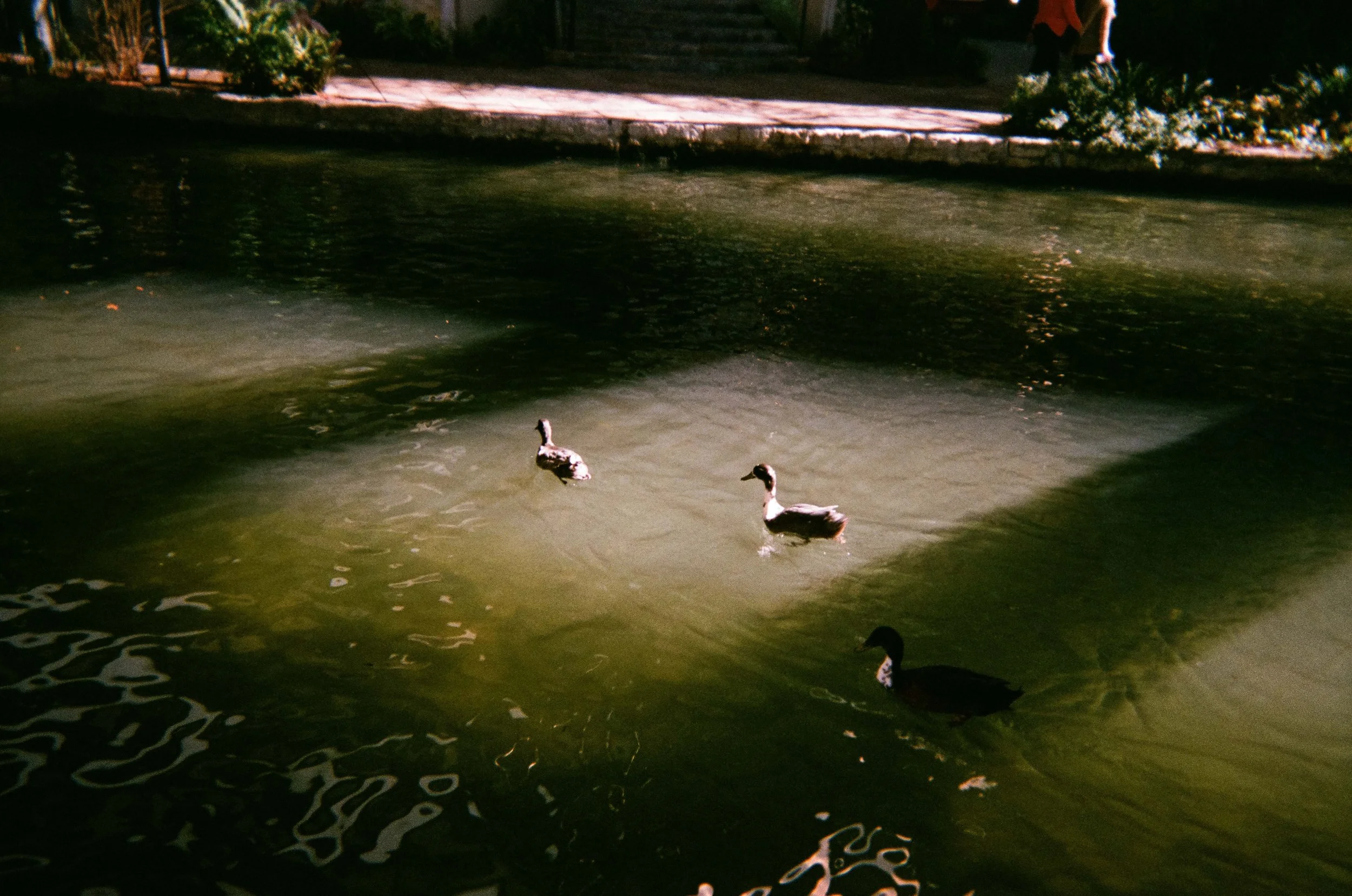  Fujifilm QuickSnap Flash 400. February 2018 
