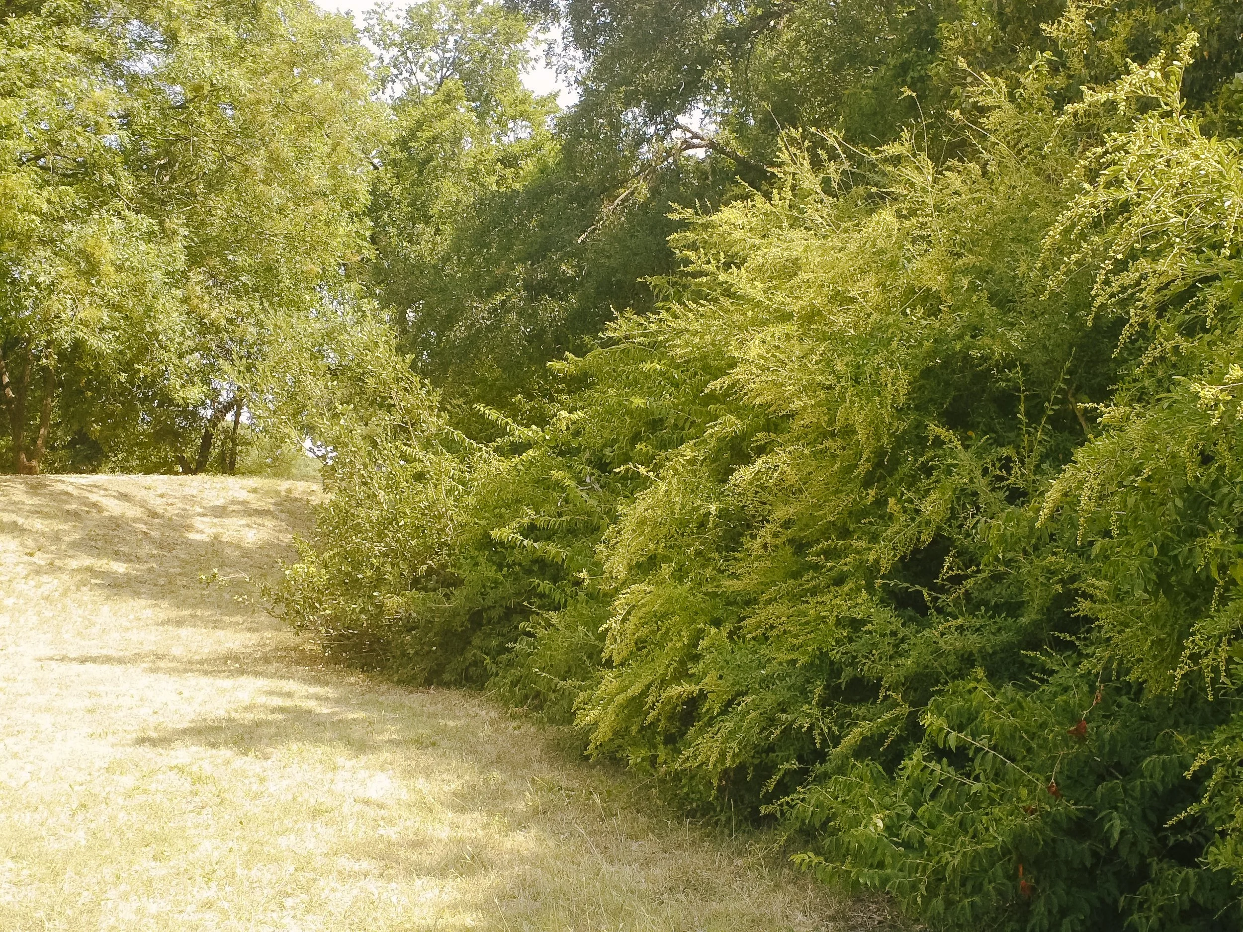  f2.8, 1/250, ISO 50. July 17, 2011 
