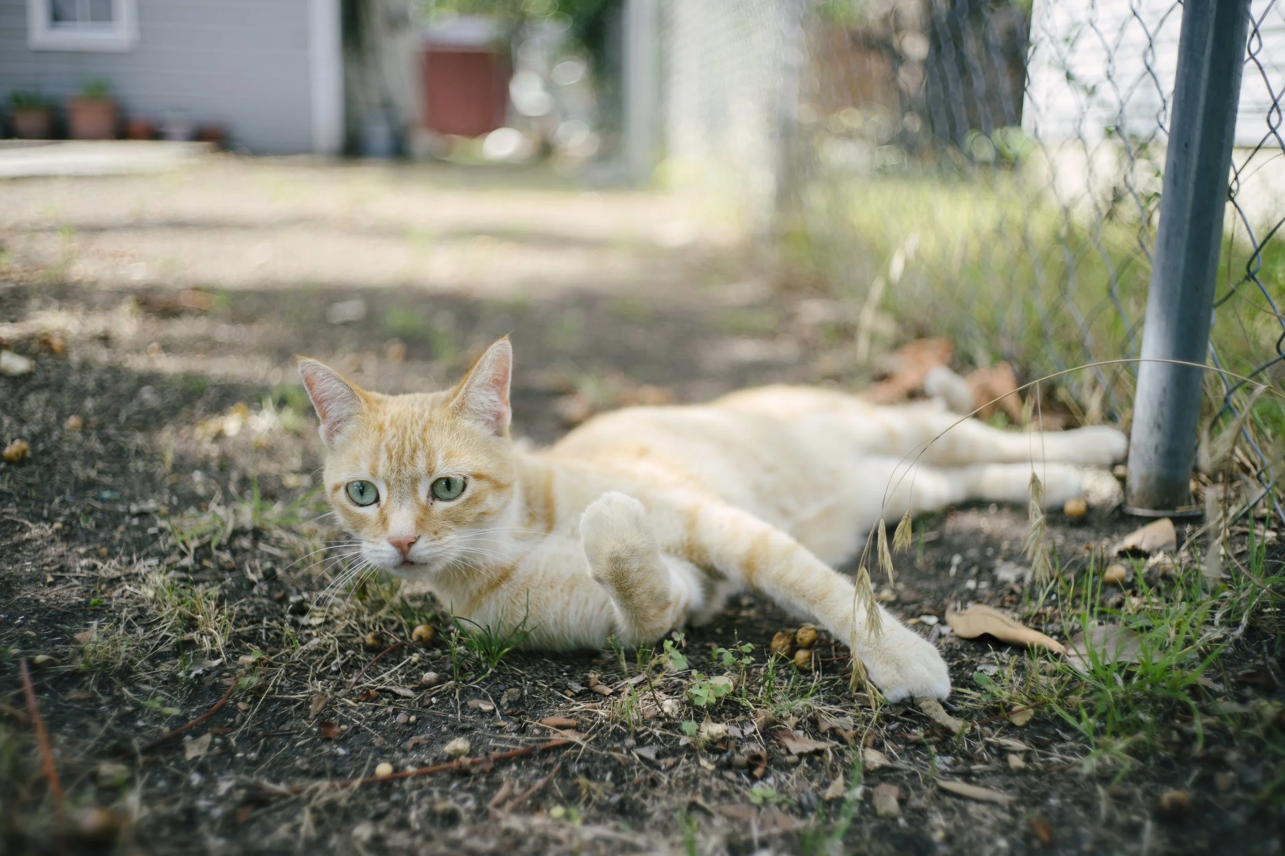 Leica 35mm f2 Summicron v3, 1/250, ISO 50. May 30, 2017