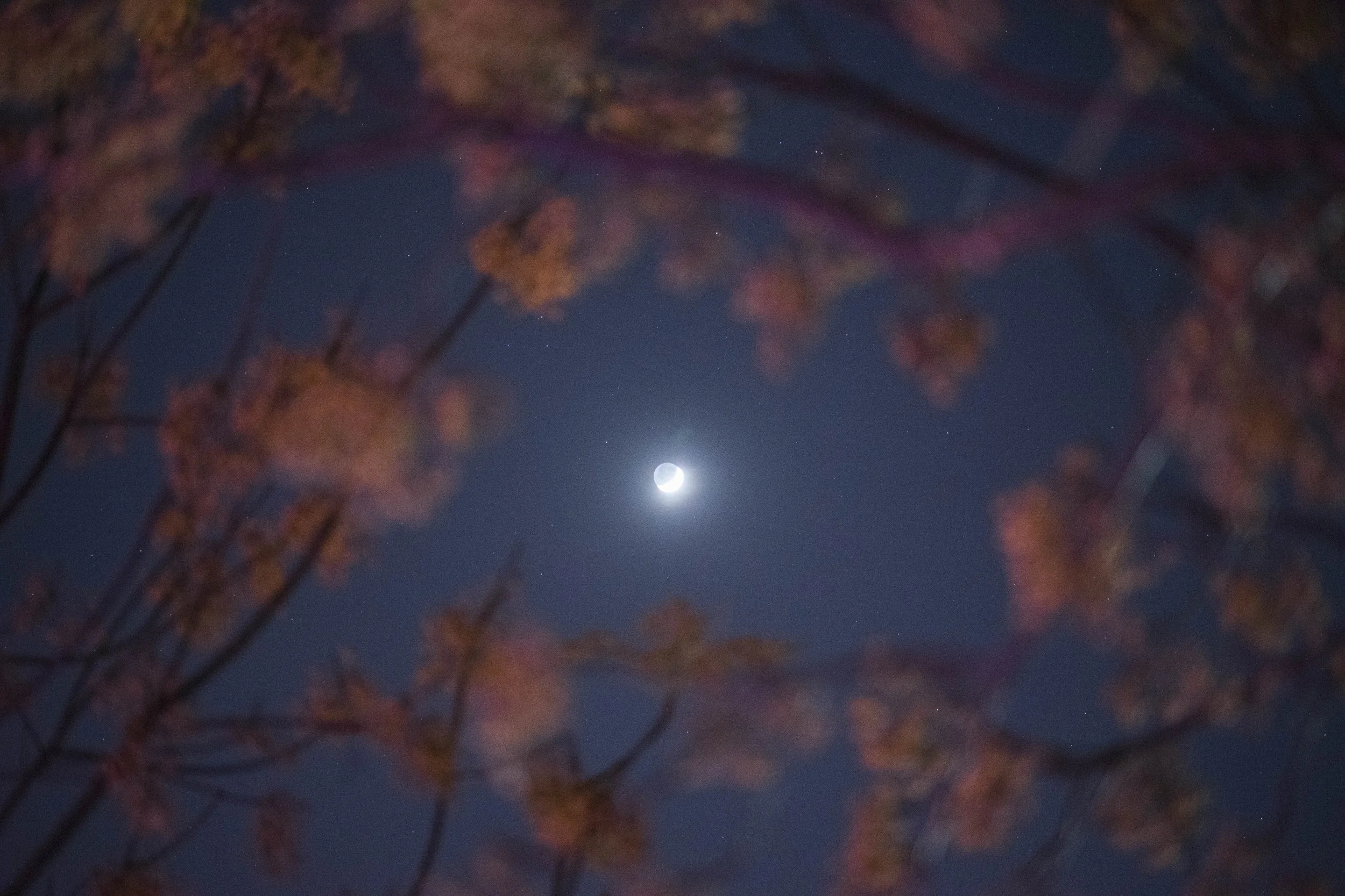Sony 85mm f1.8 FE, f2, 1/6, ISO 6400. November 23, 2017