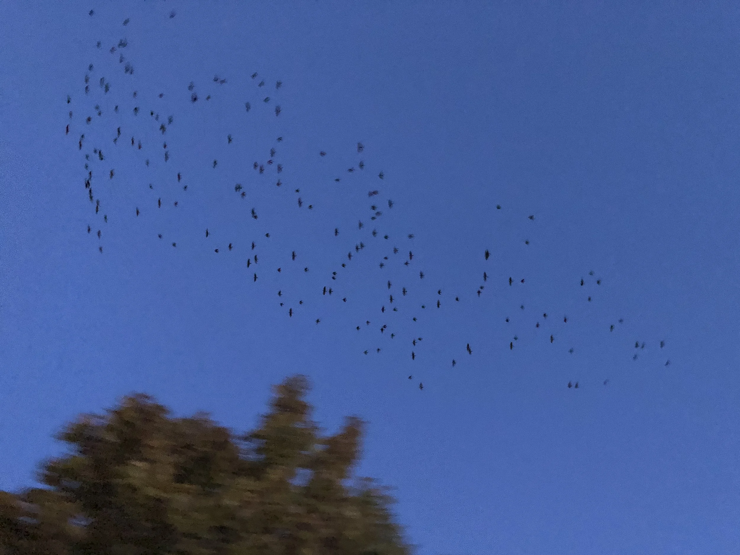  f1.8, 1/4, ISO 200. October 13, 2018 