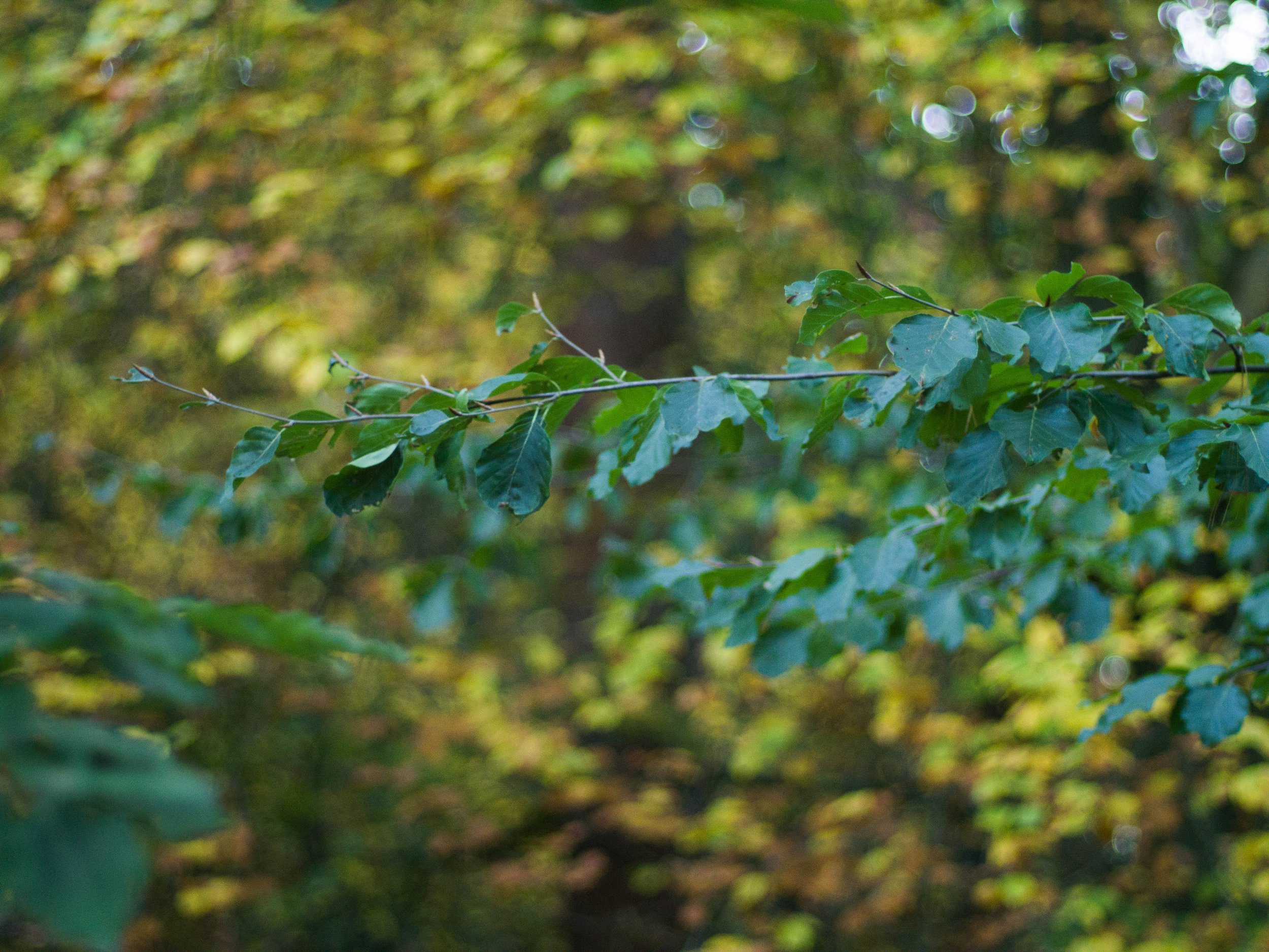  Carl Zeiss 50mm f1.7 Planar T* for C/Y, 1/200, ISO 1600. October 15, 2018 