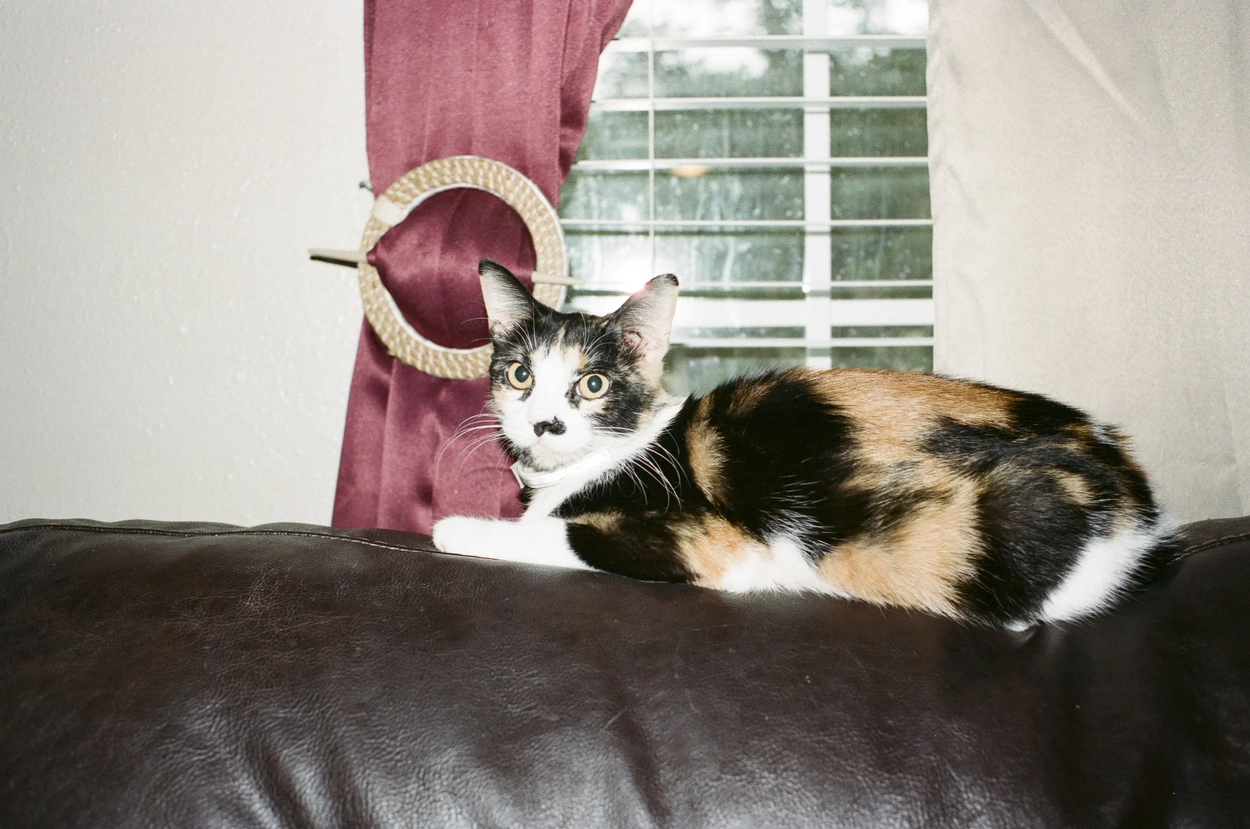 Contax G1, Contax 35mm f2 Zeiss Planar T*, Portra 400. 2023 
