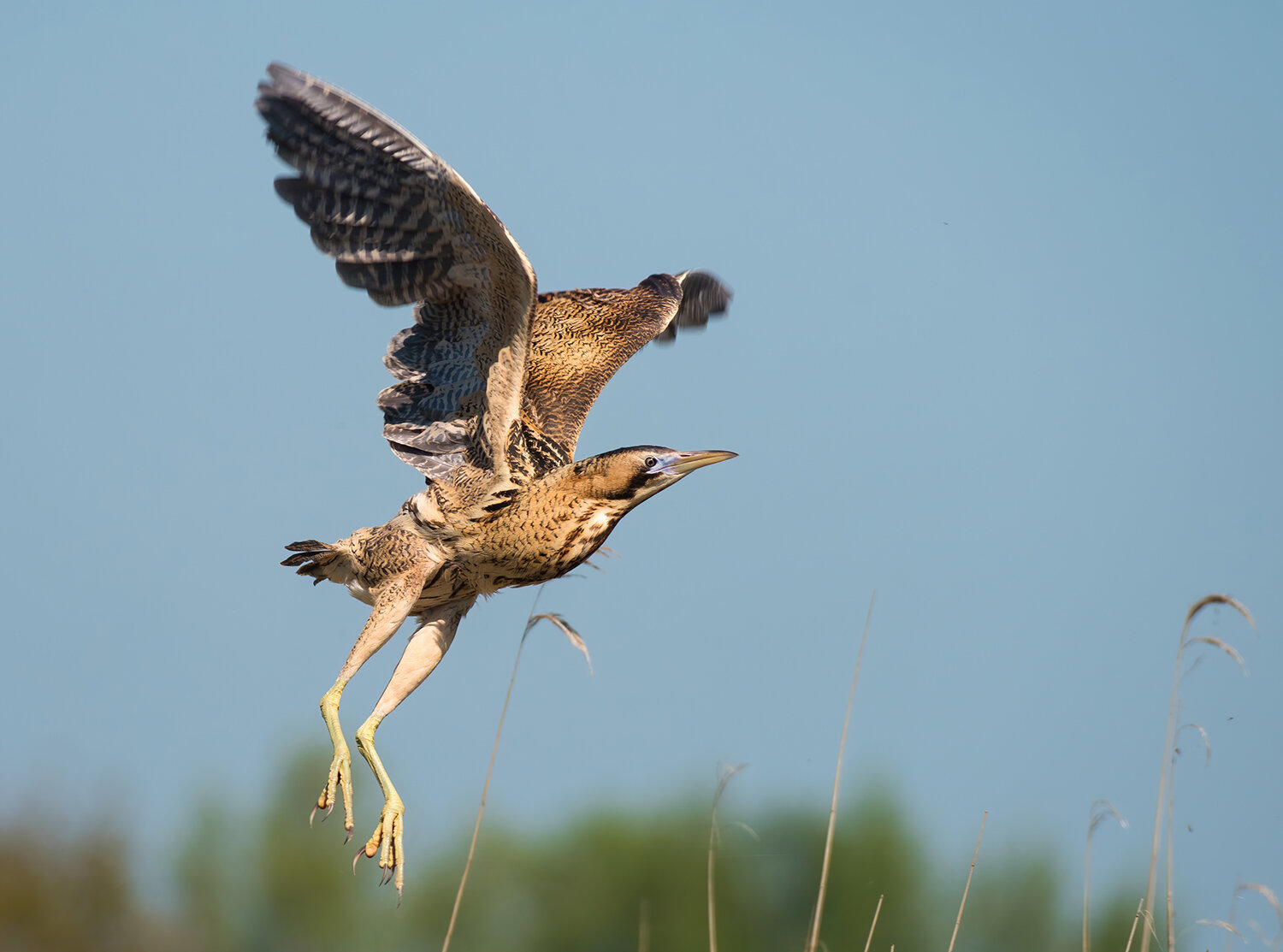 Bittern