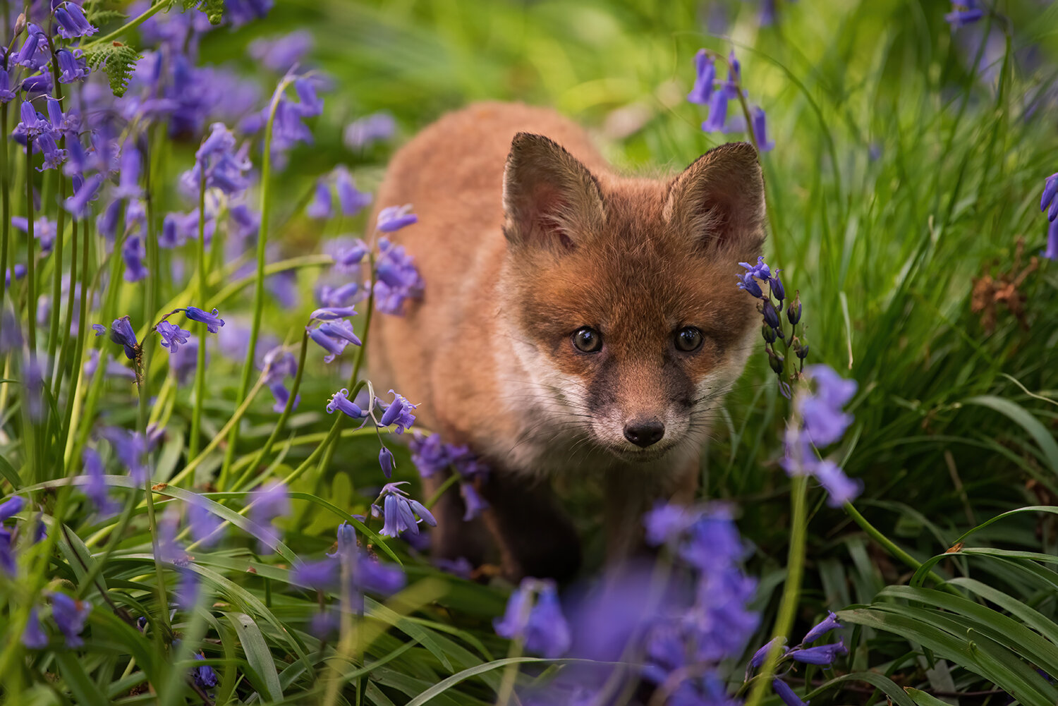 Red Fox