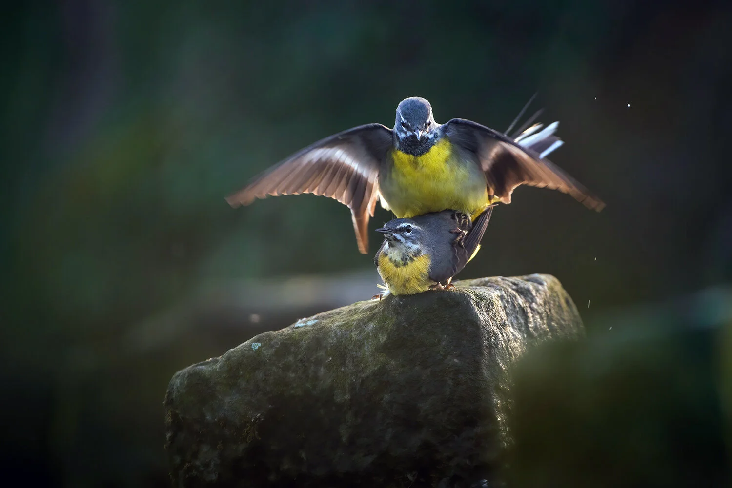 Grey Wagtails