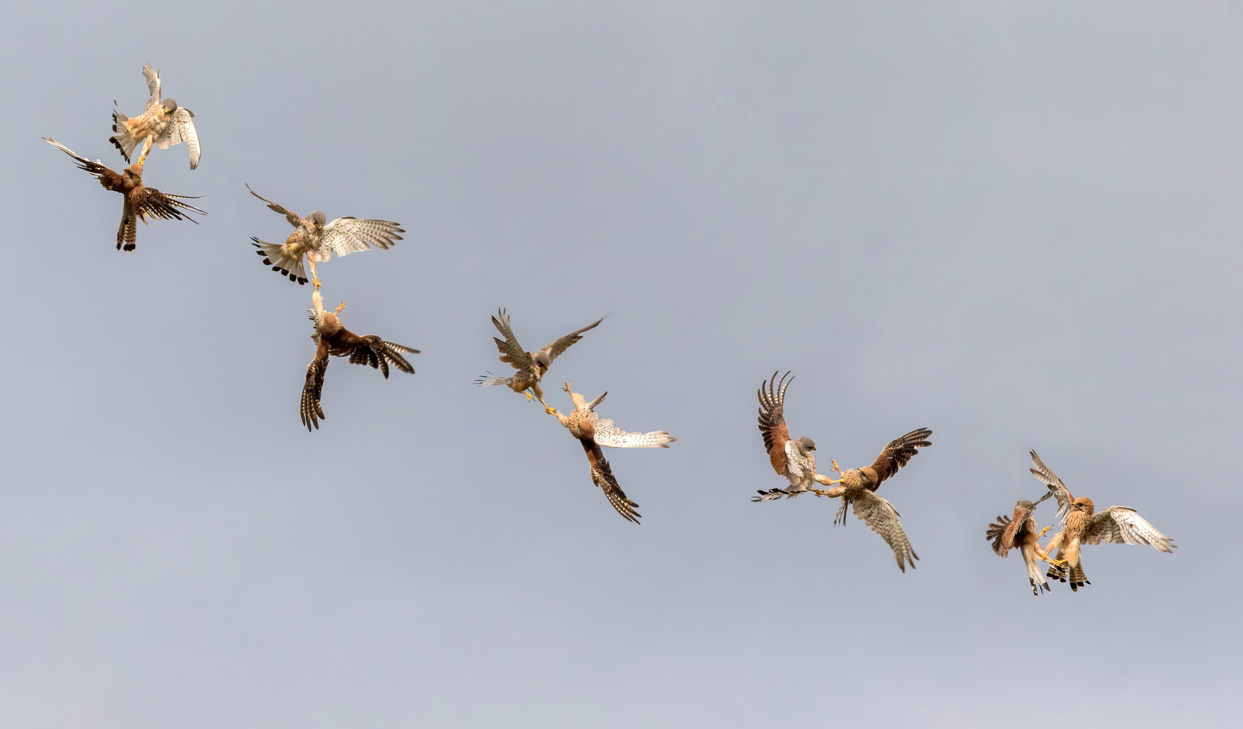 Kestrel