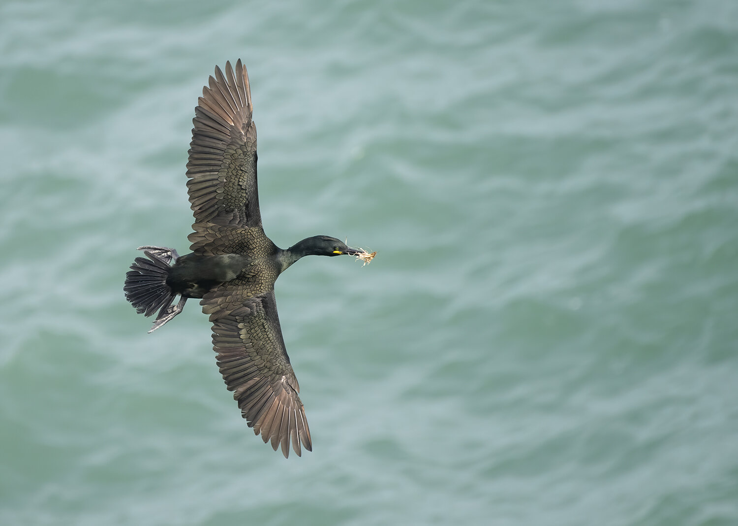 Shag