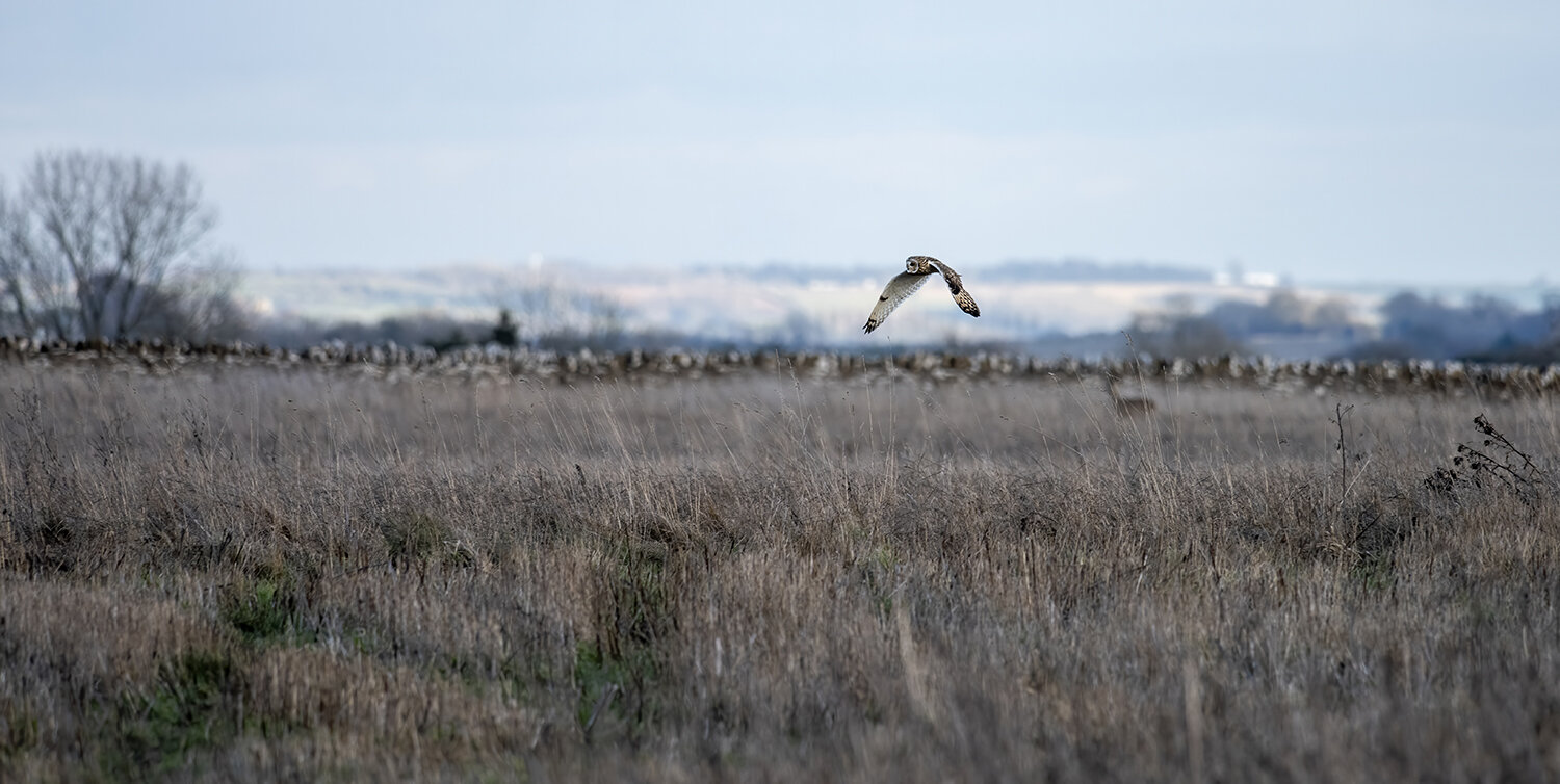 Short-eared Owl