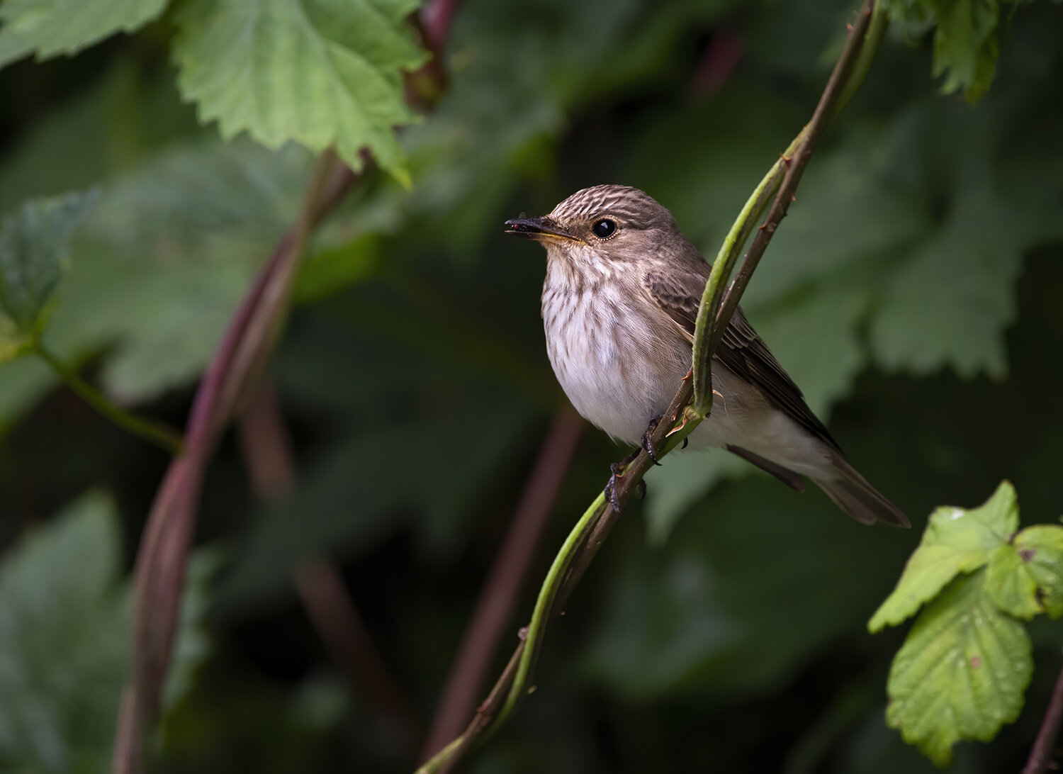 Spotted Flycatcher