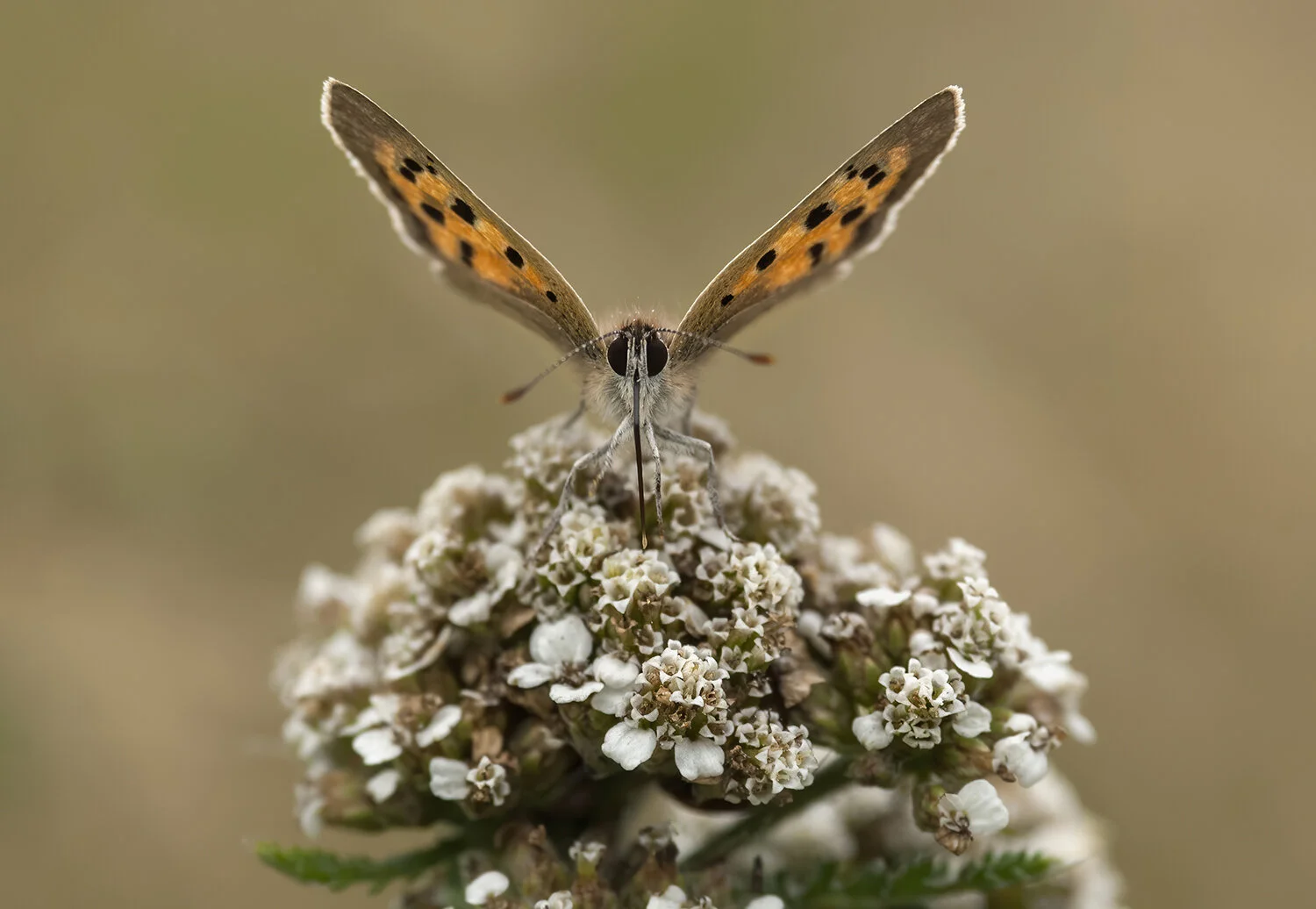 Small Copper
