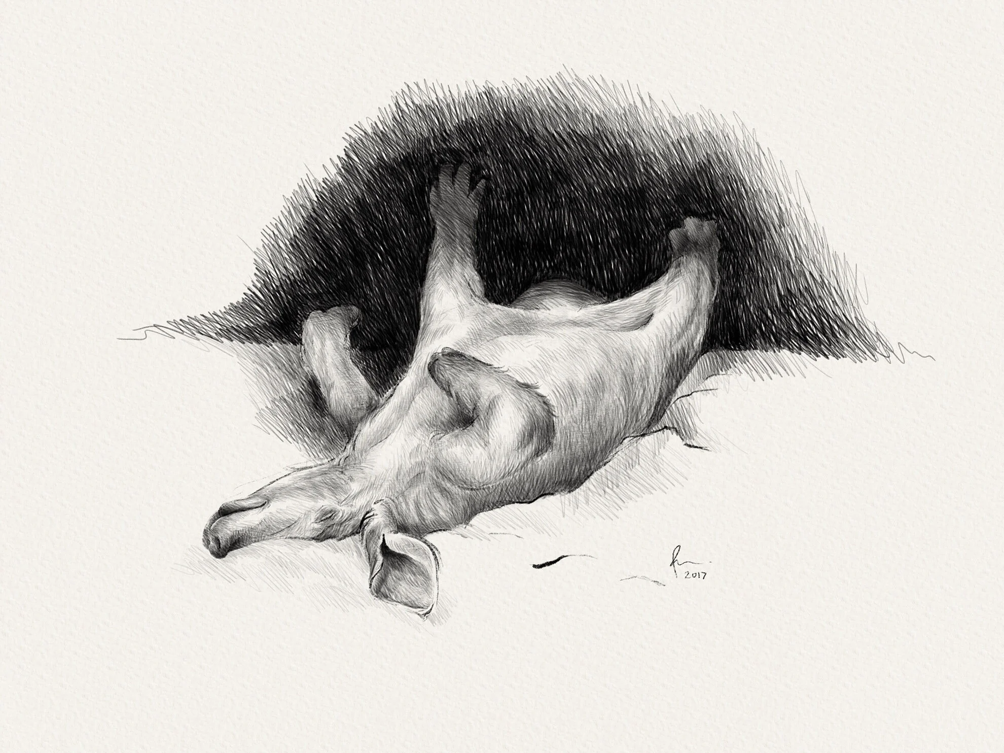 Aardvark_Procreate.jpg