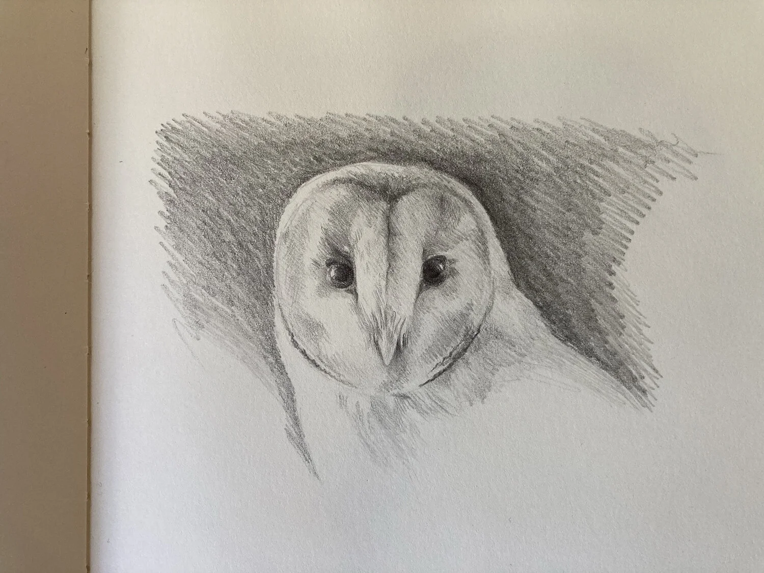 Barn Owl.jpg