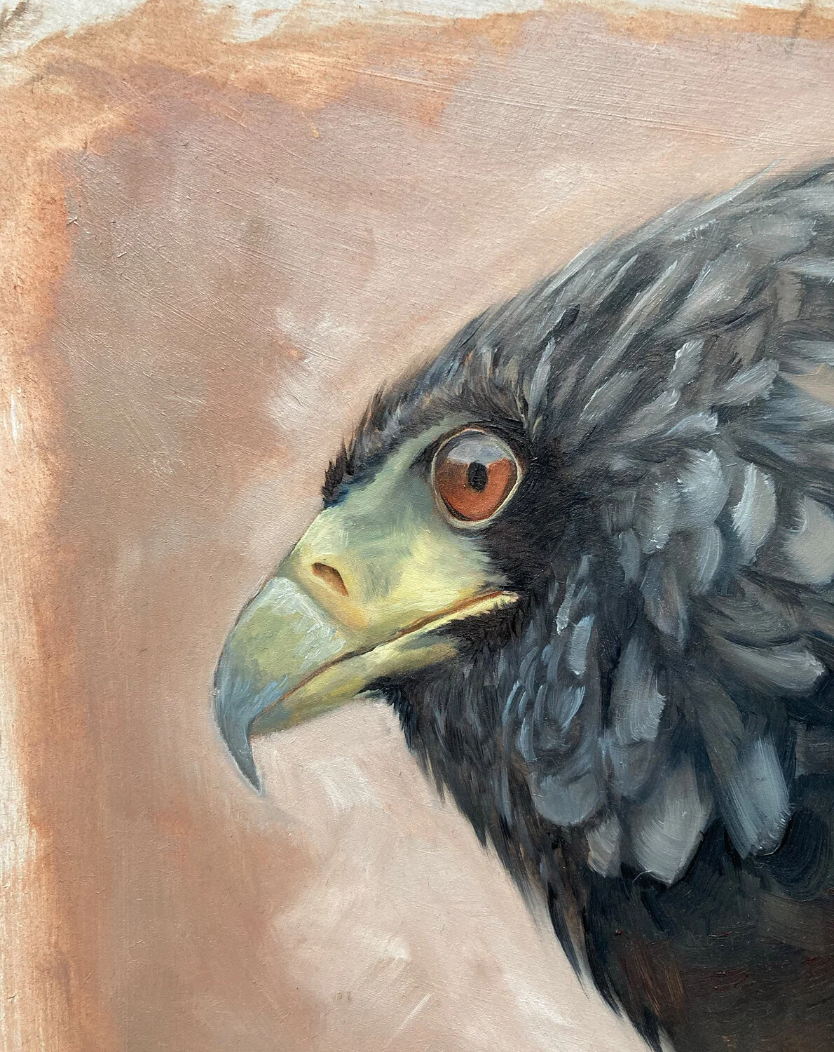 Bateleur Eagle_oils.jpg