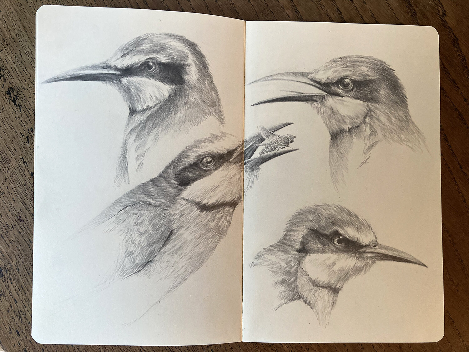 Bee eaters.jpg