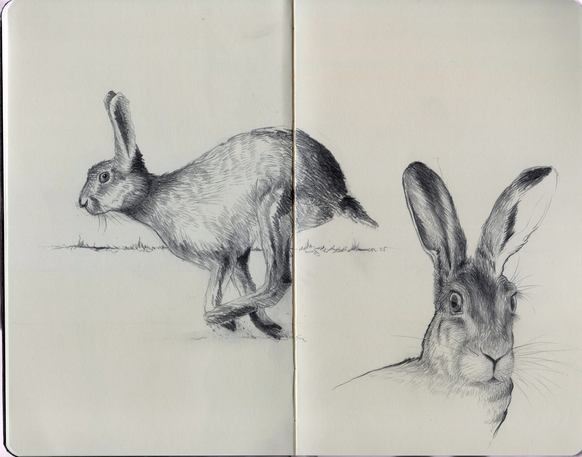 Brown Hare_01.jpg