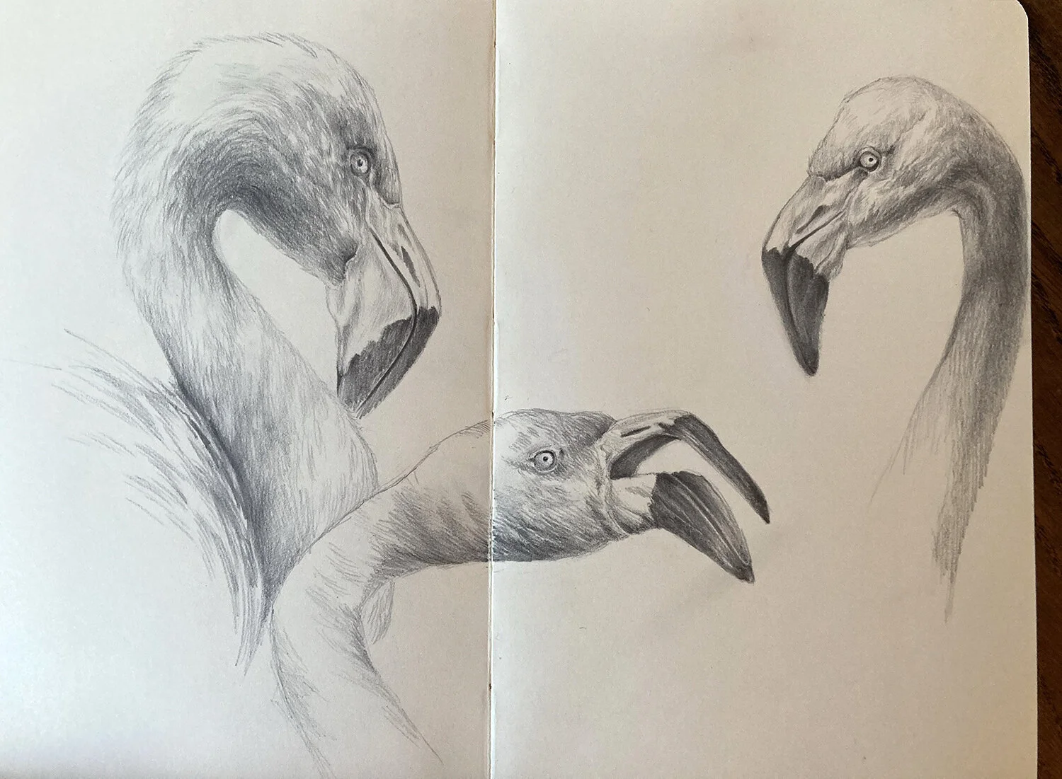 Flamingos.jpg