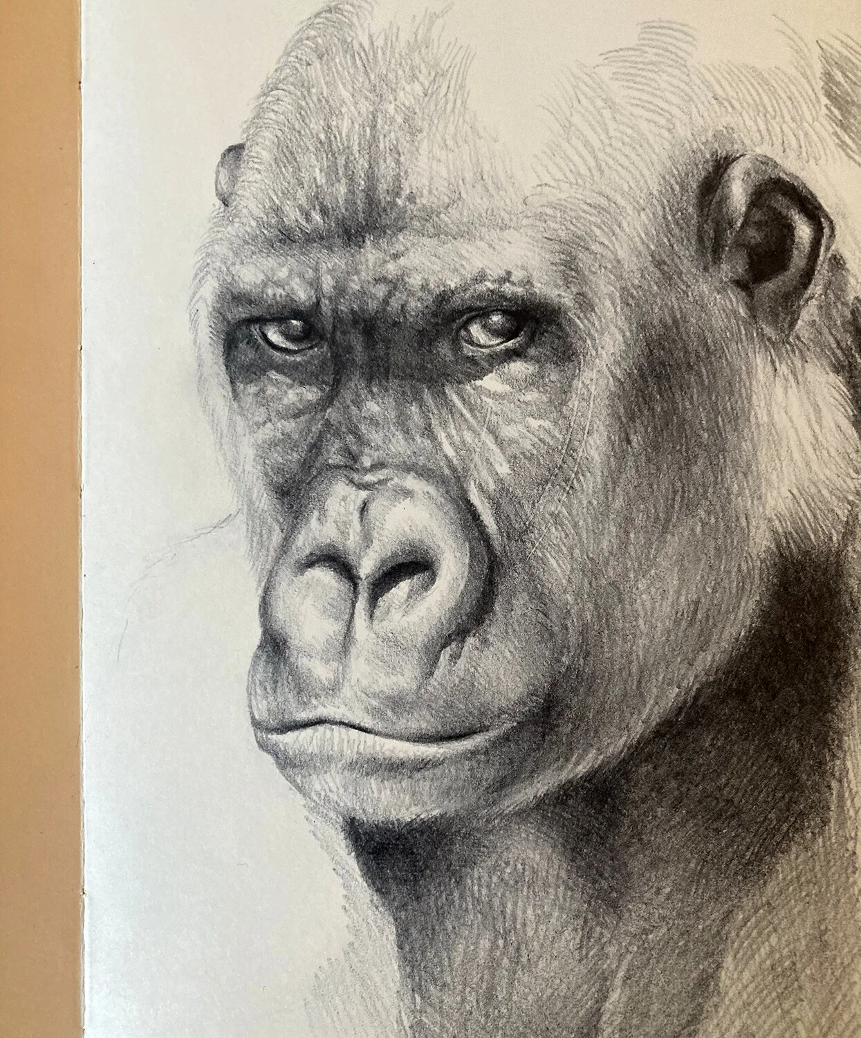 Gorilla_Nico.jpg