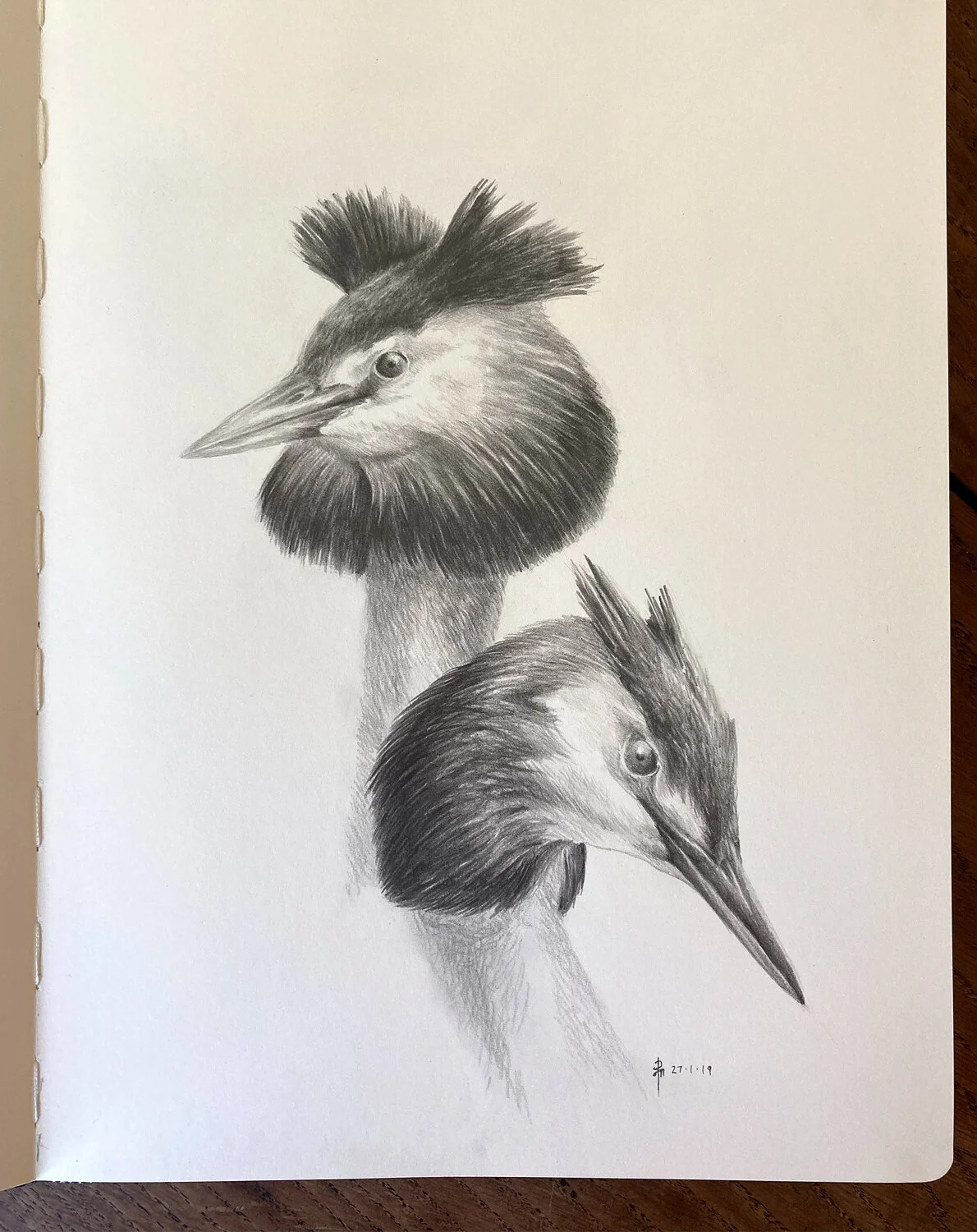 Grebe_sketchbook.jpg