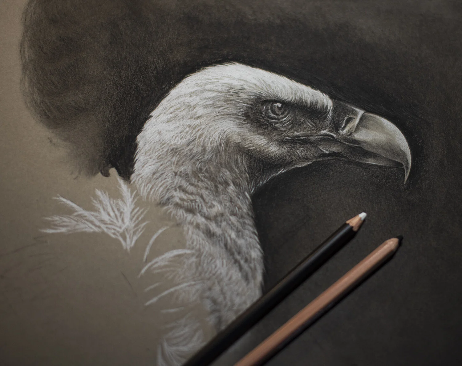 Griffon Vulture_Charcoal.jpg
