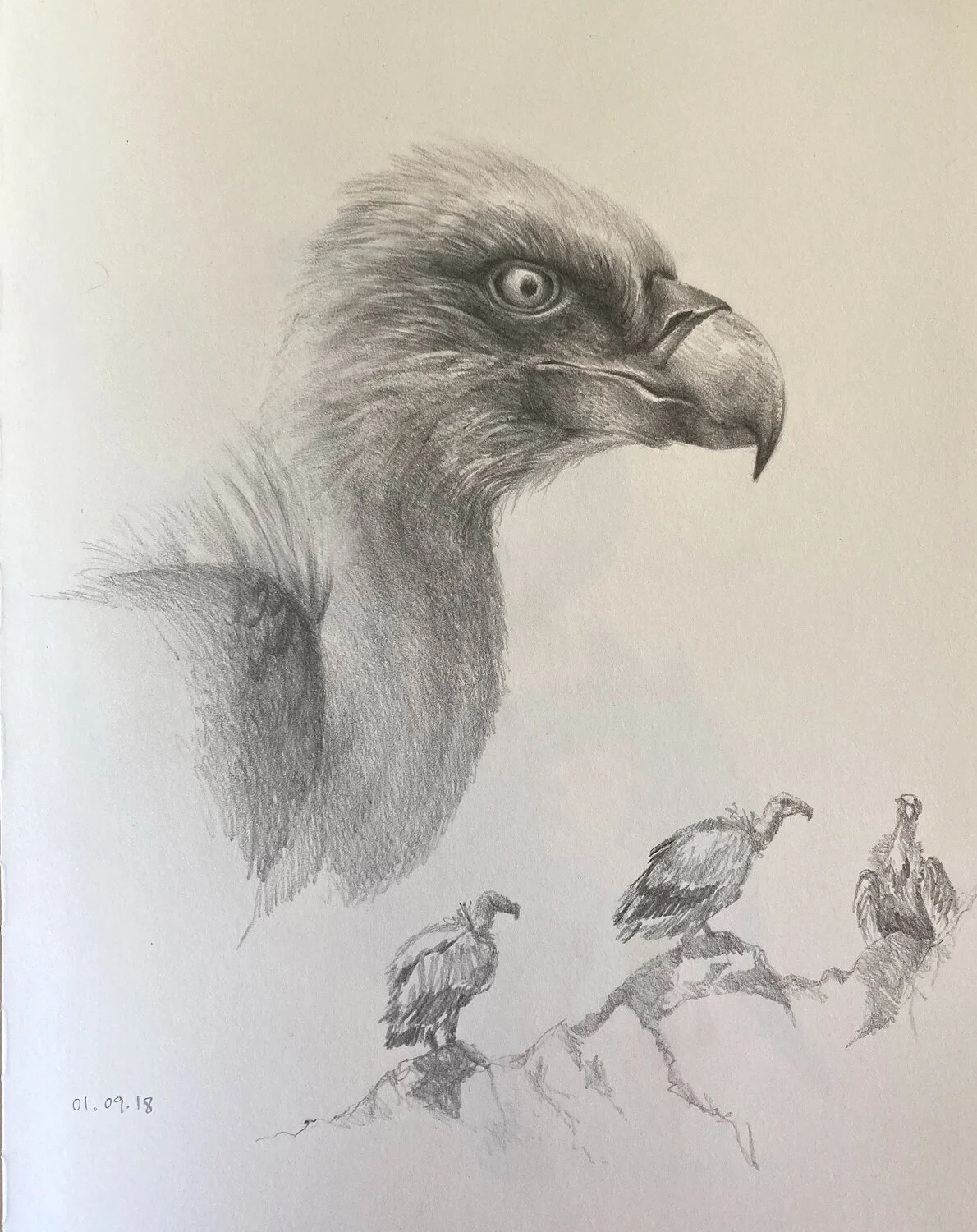 Griffon Vulture_sketchbook.jpg