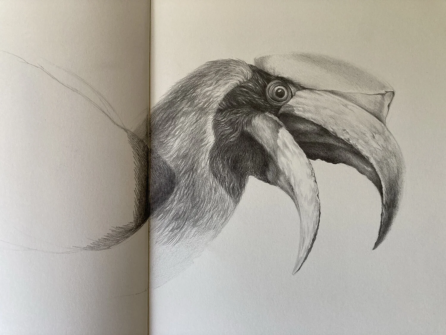 Hornbill_sketchbook.jpg
