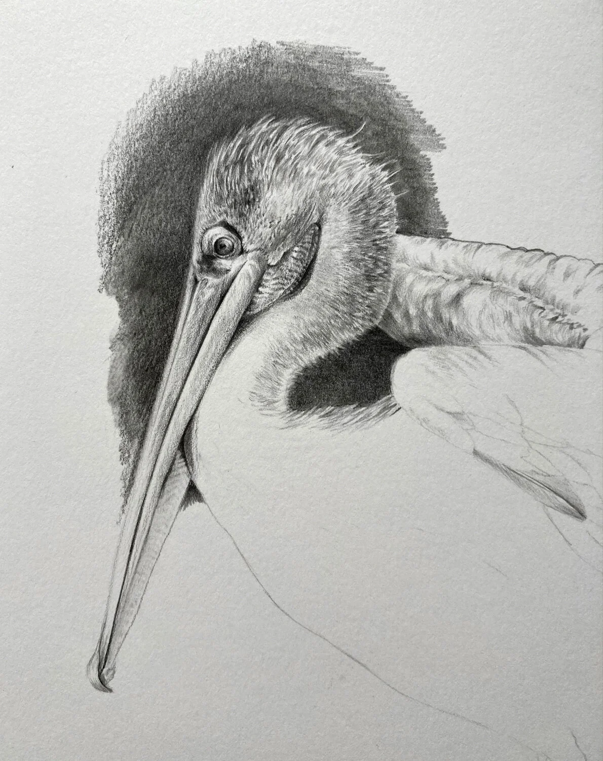 Pelican_sketchbook.jpg