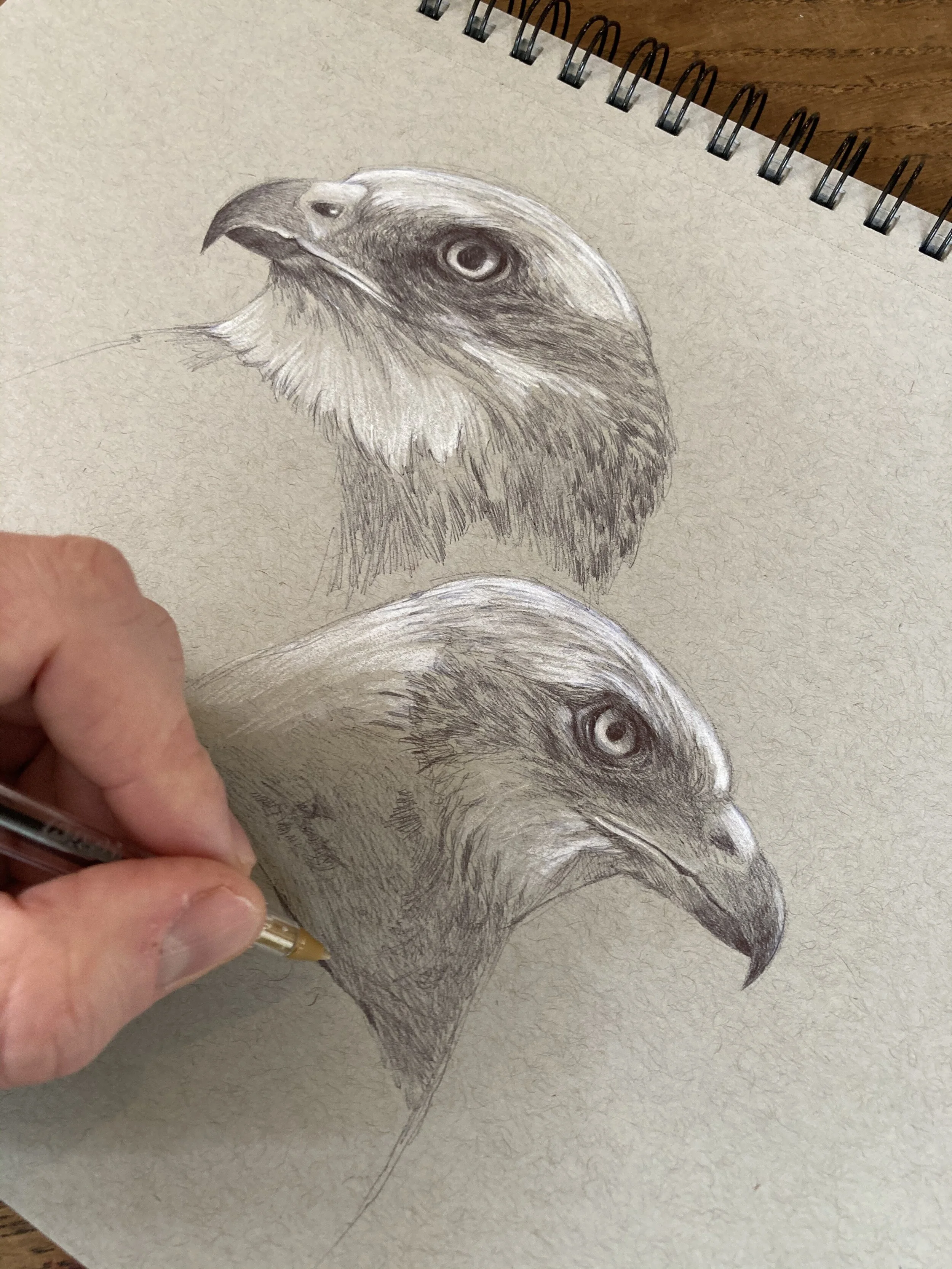 Marsh Harriers.jpg