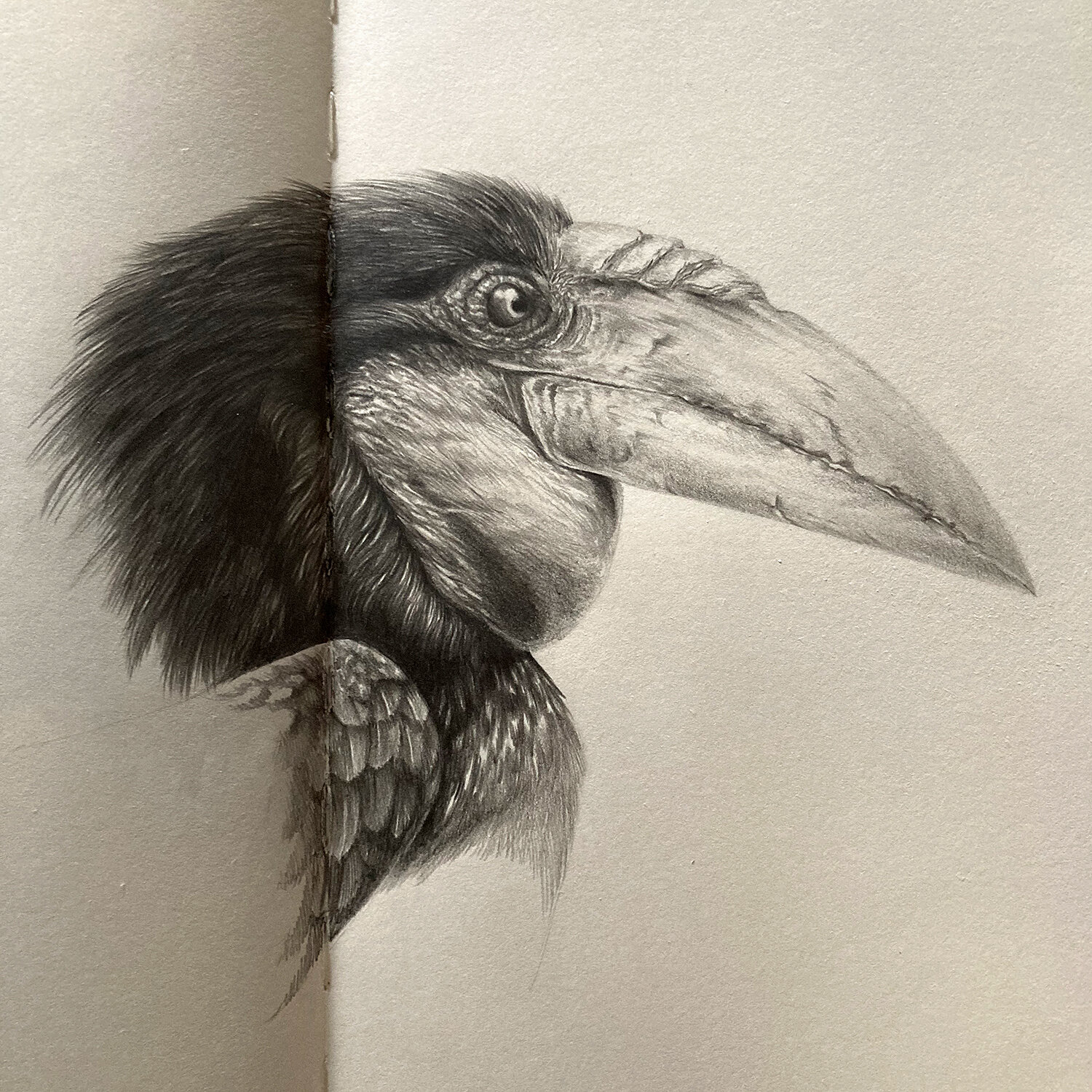 Wreathed Hornbill.jpg